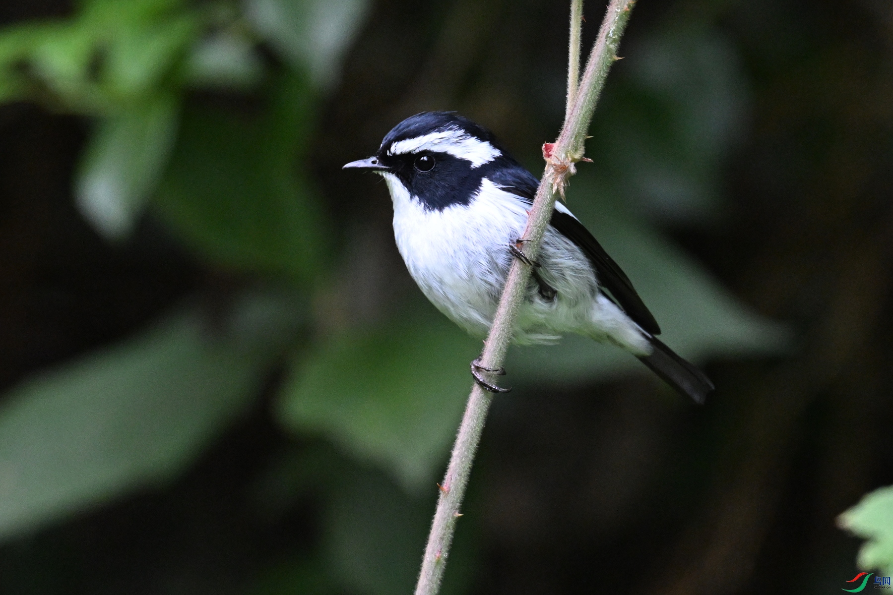 DSC_7126.JPG