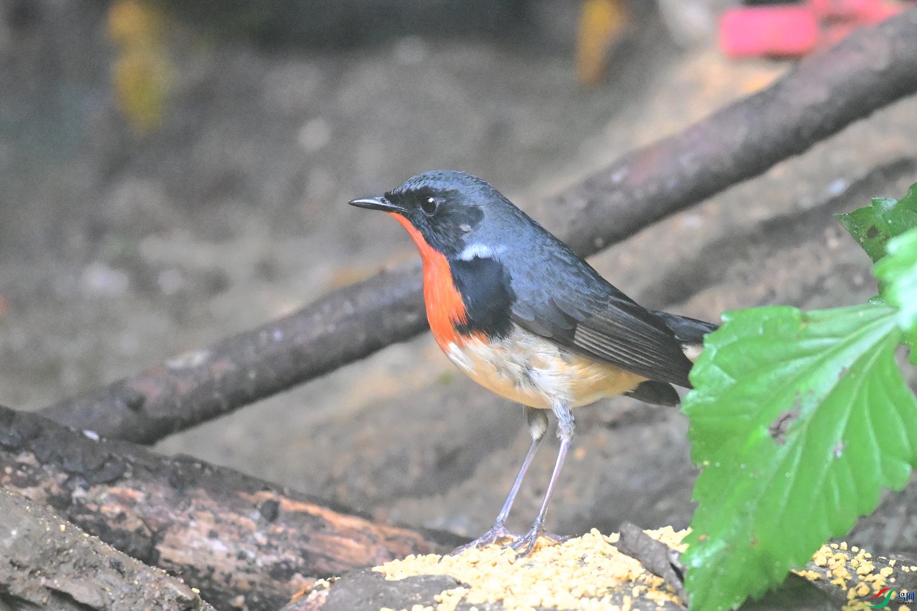 DSC_7141.JPG