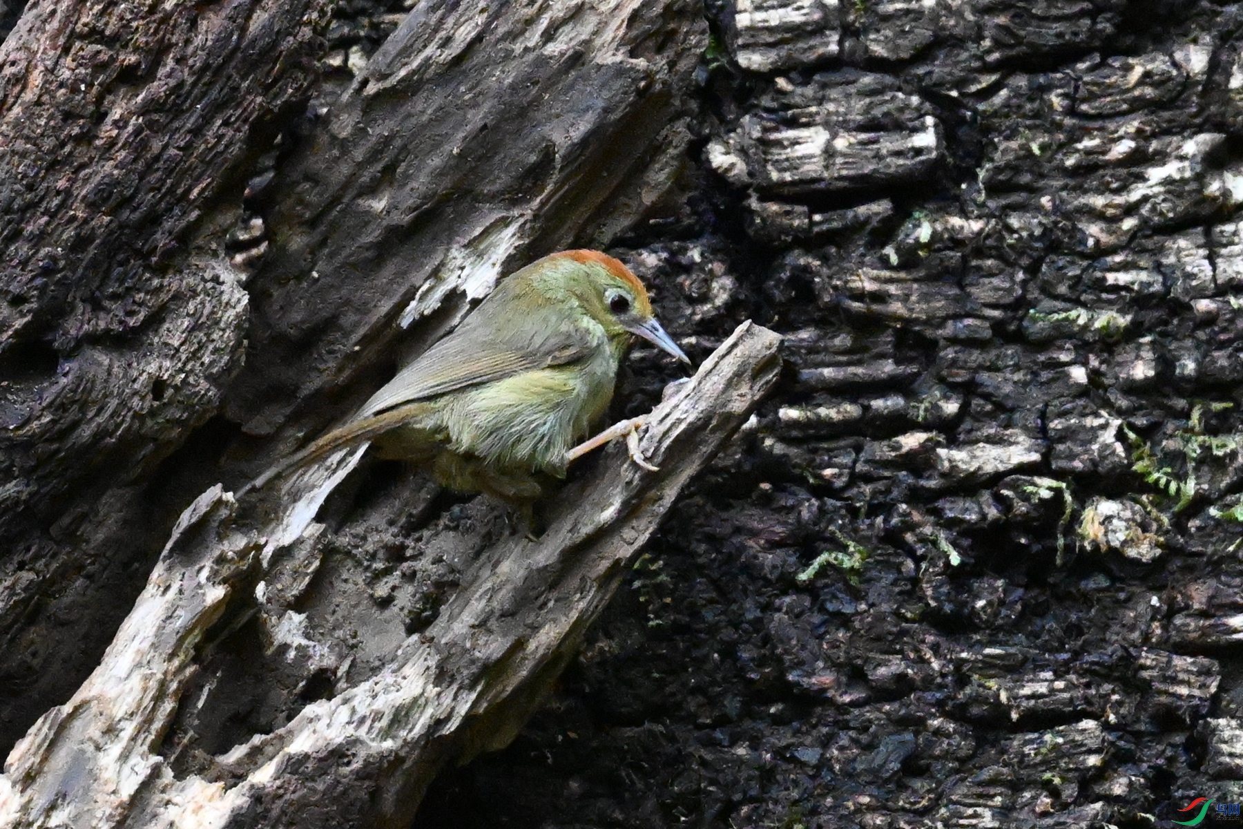 DSC_7085.JPG