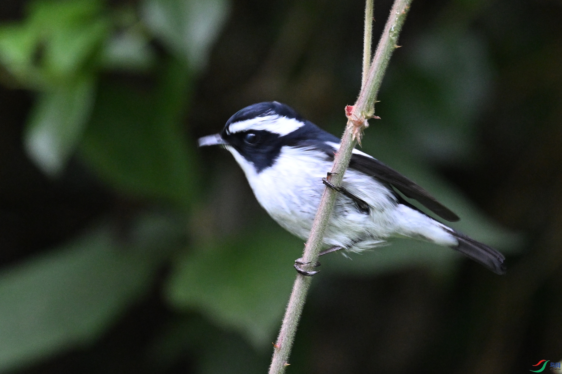 DSC_7129.JPG