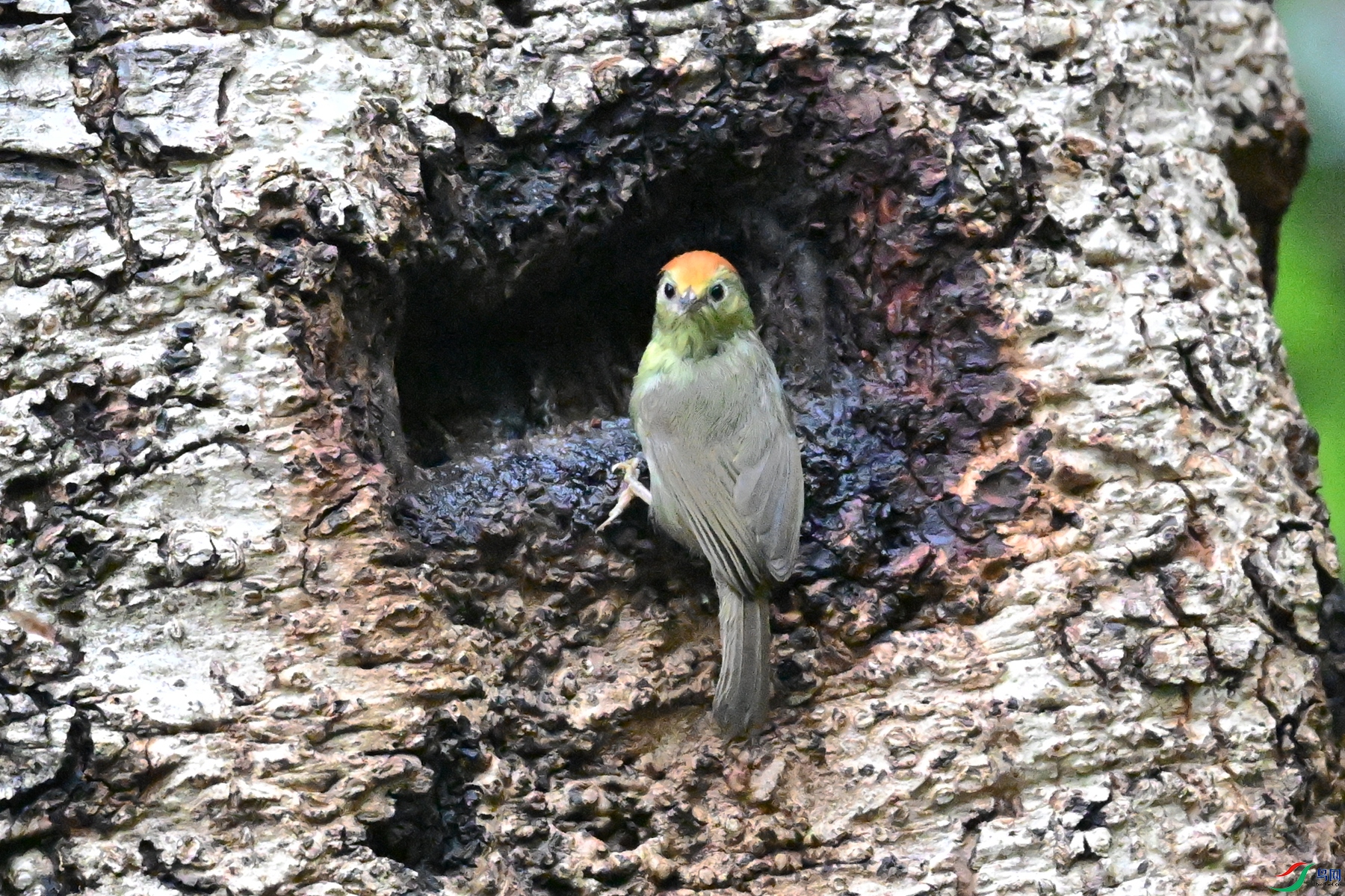 DSC_7093.JPG