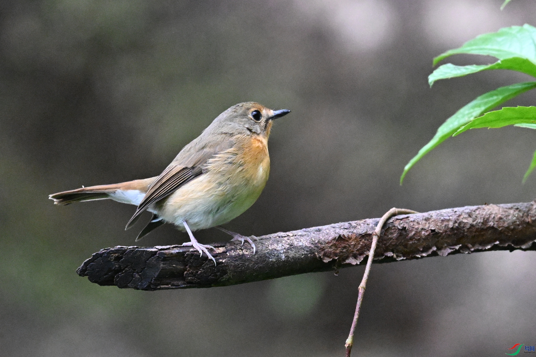 DSC_7094.JPG