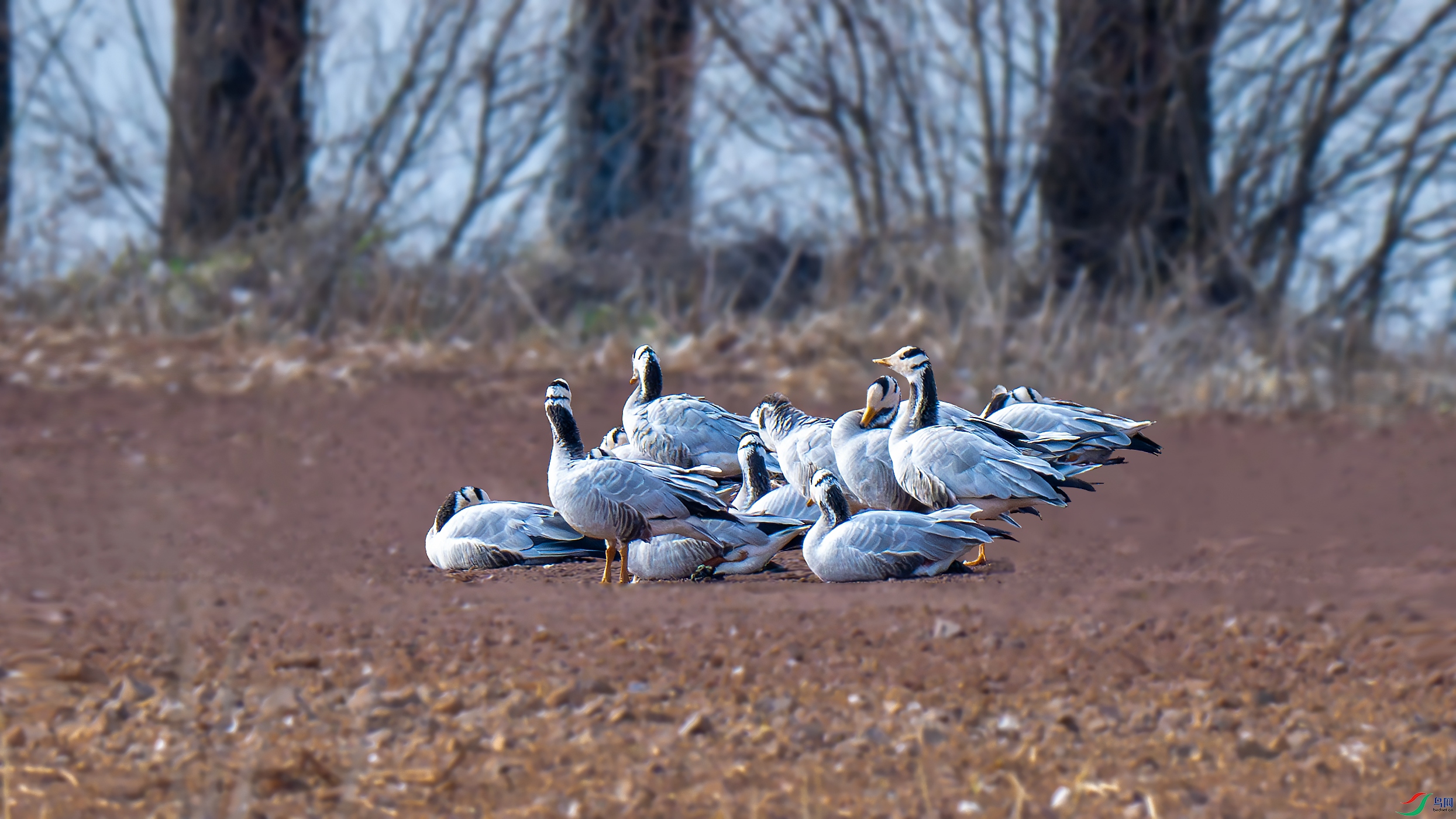 DSC_2401-����ǿ-NR.jpg