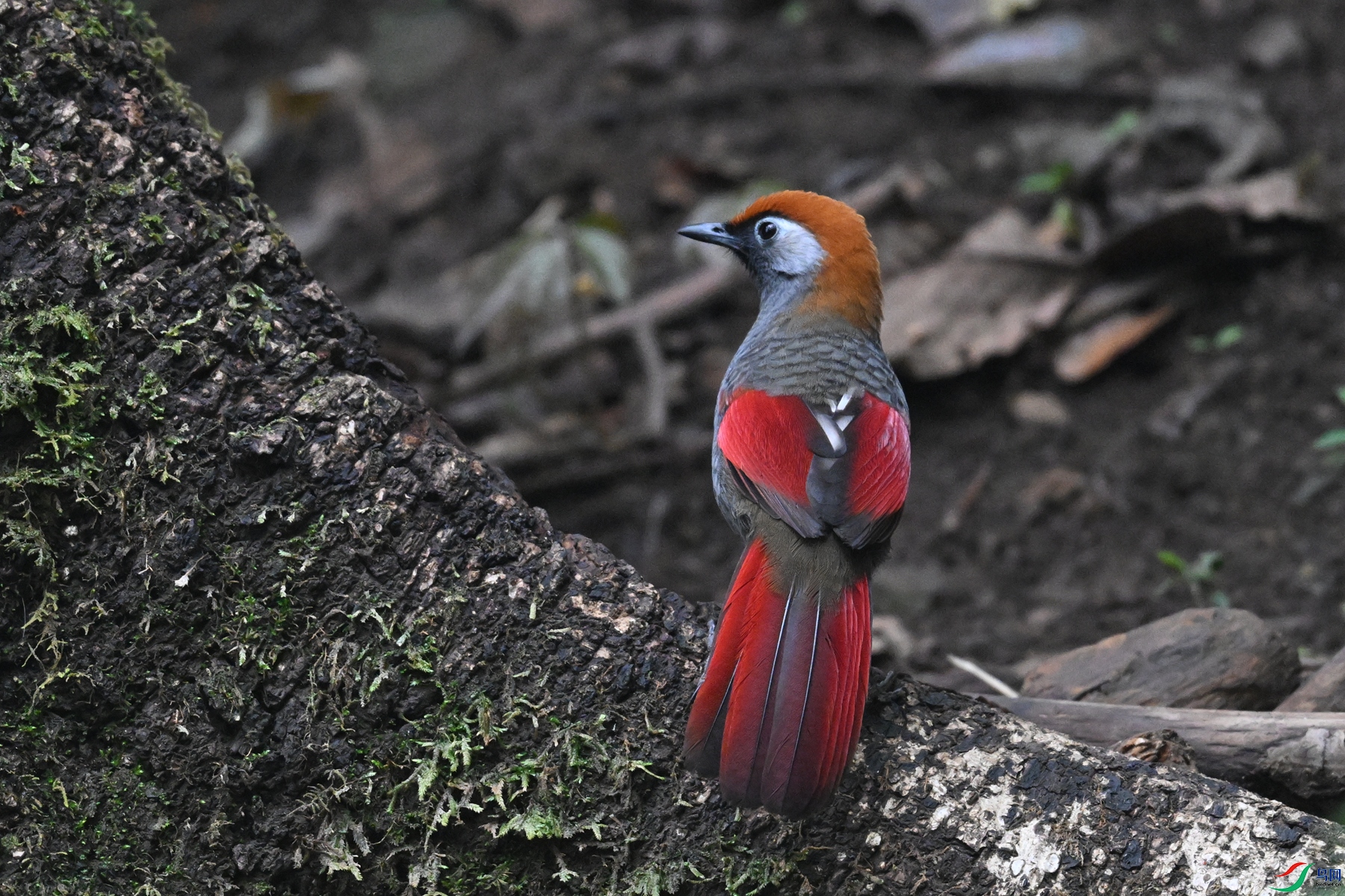 DSC_7116.JPG