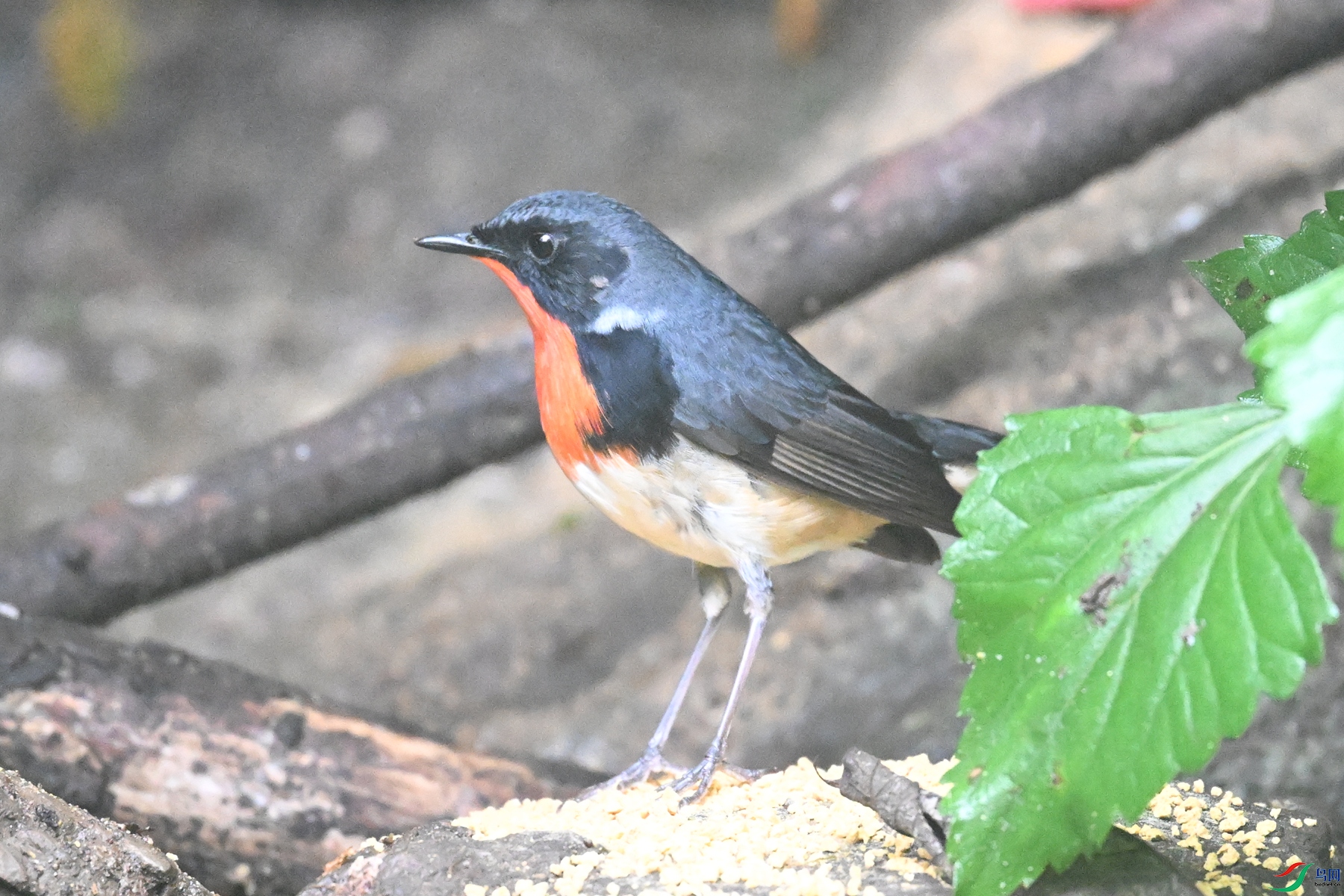 DSC_7138.JPG