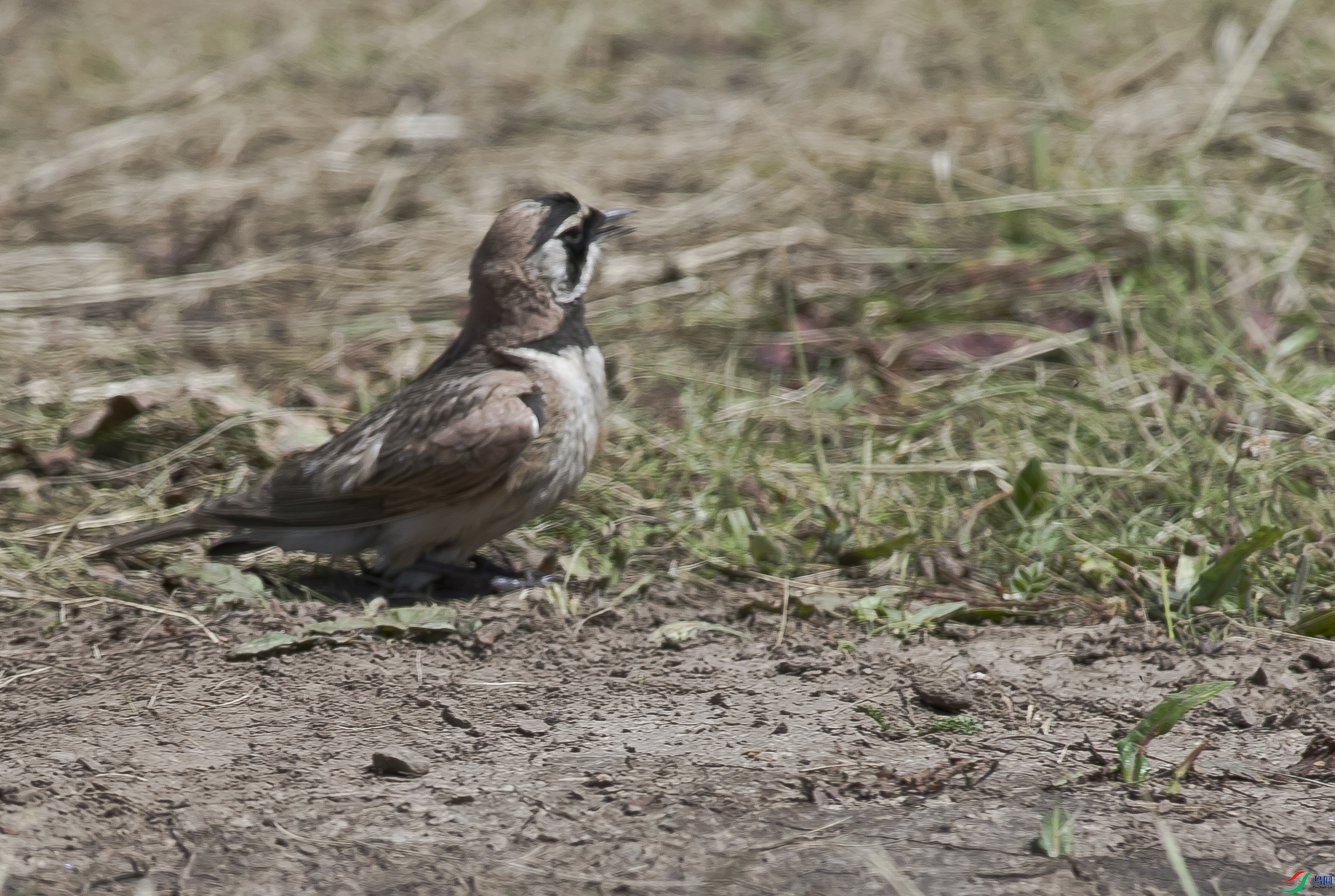 _DSC9510.jpg