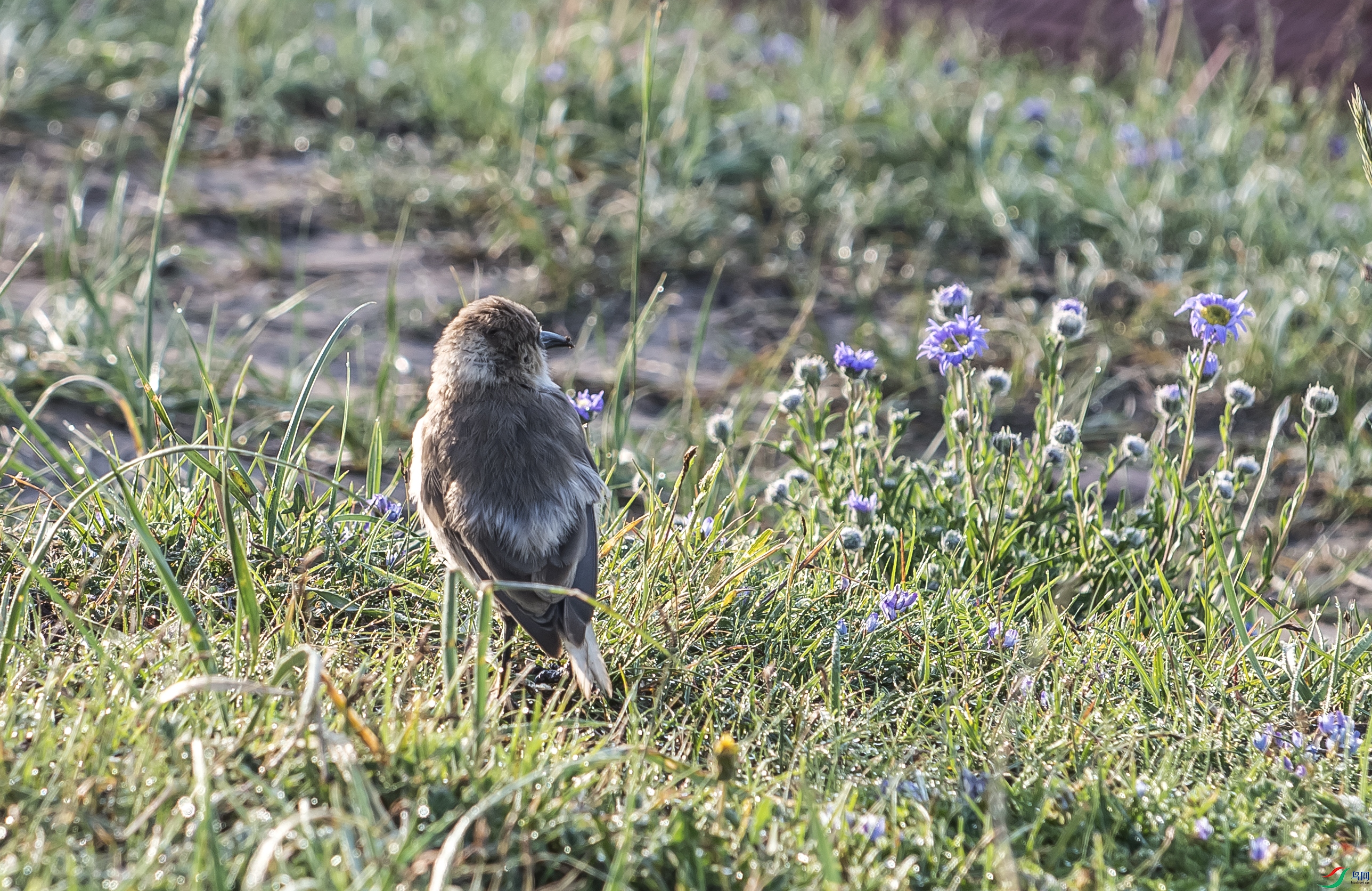 DSC_5683.jpg