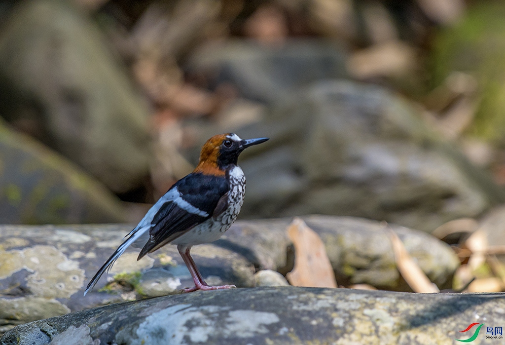 DSC_7138.jpg