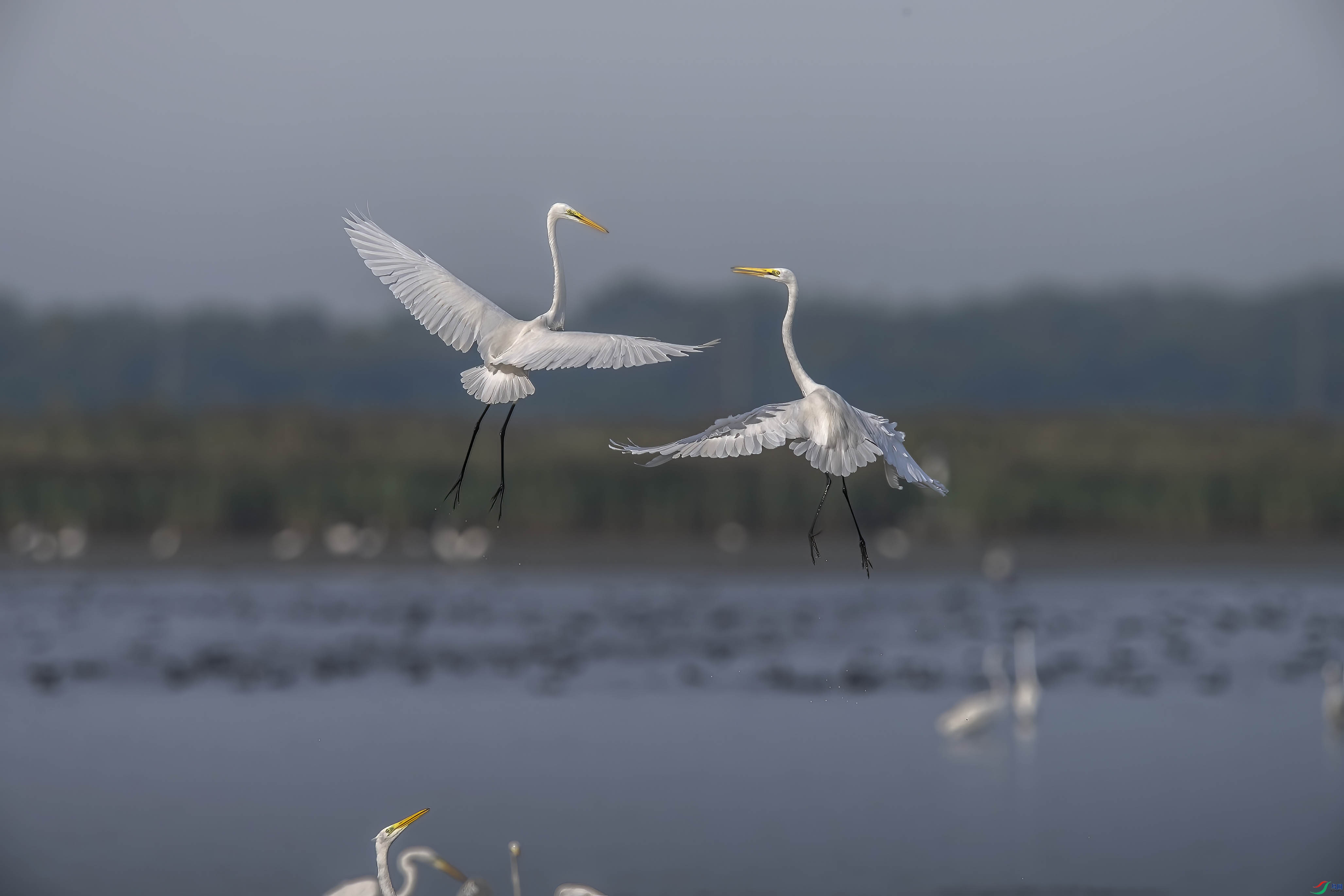 DSC_6405 ����.jpg