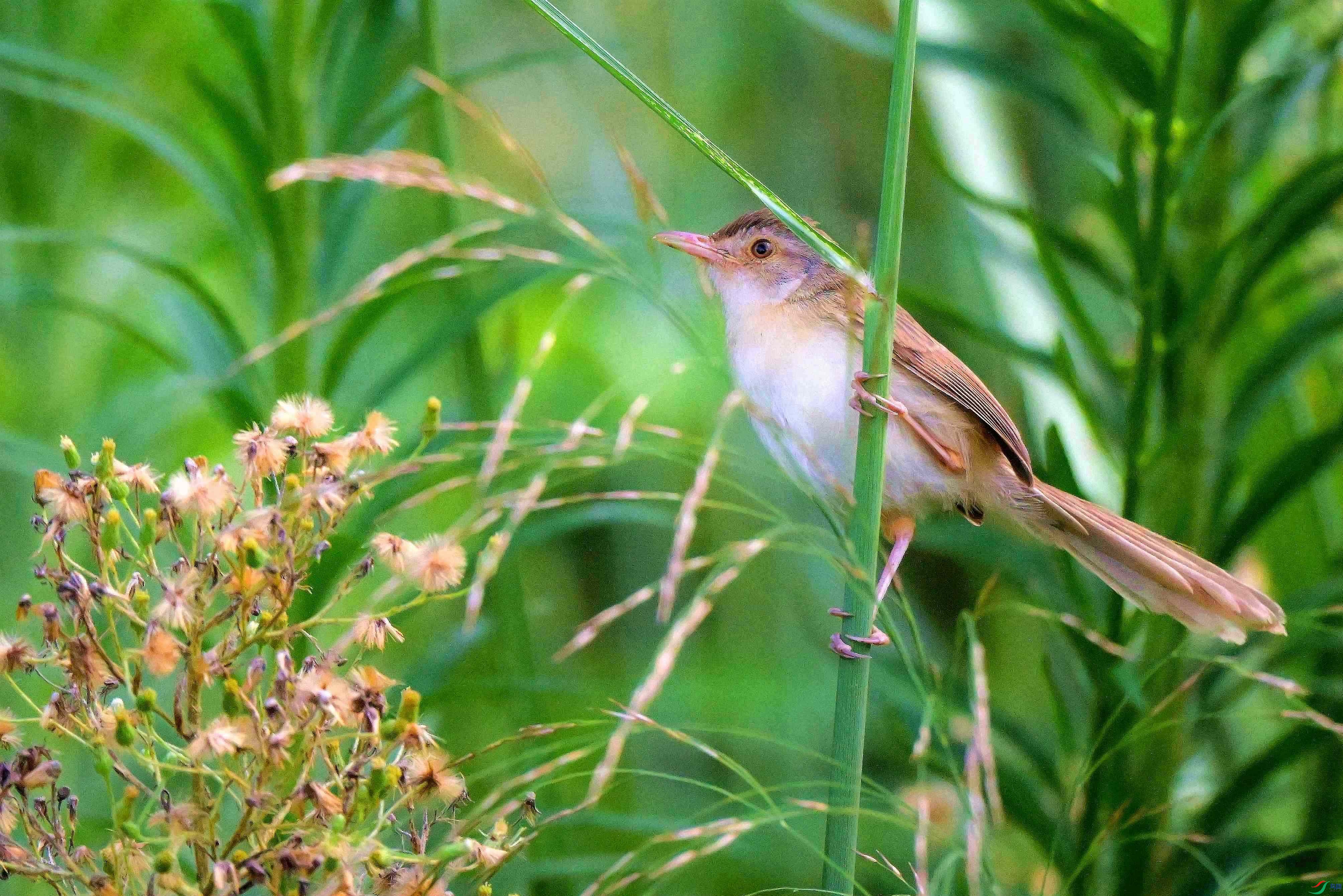 DSC_5325.jpg