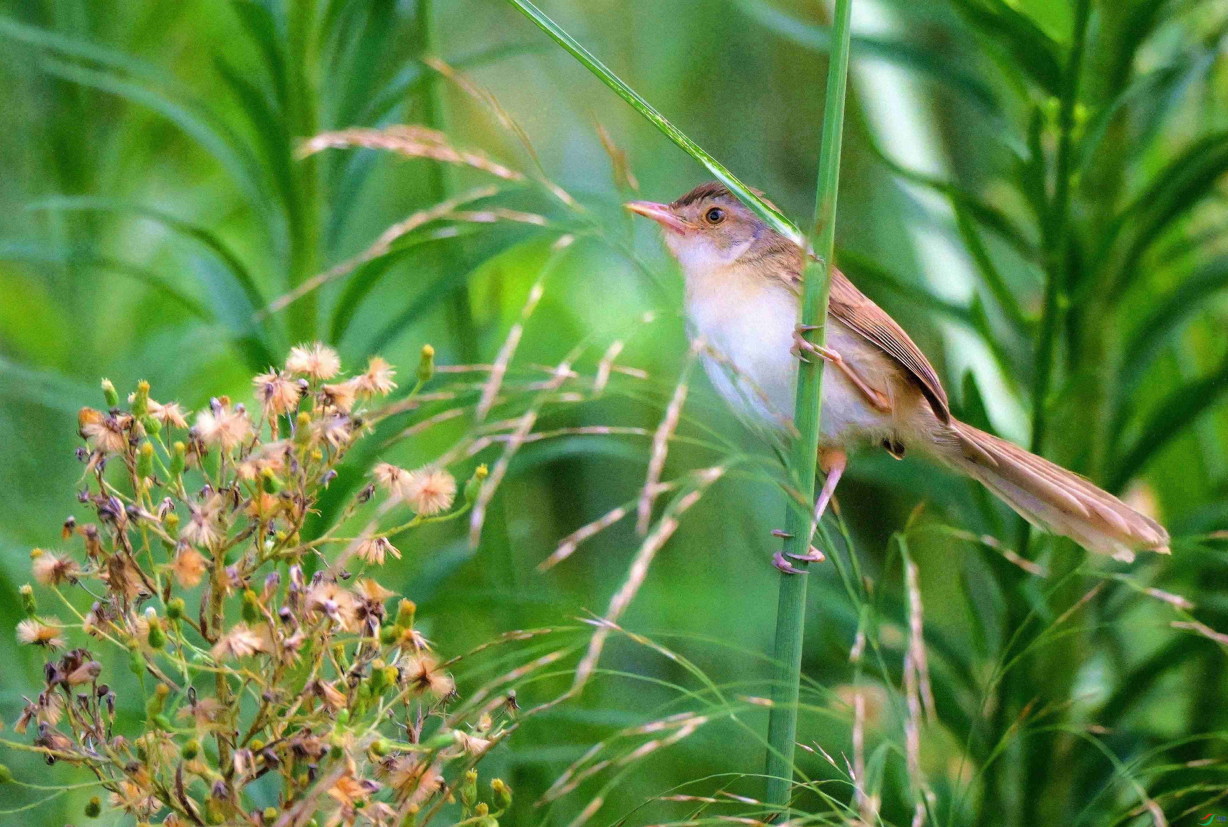 DSC_5327.jpg