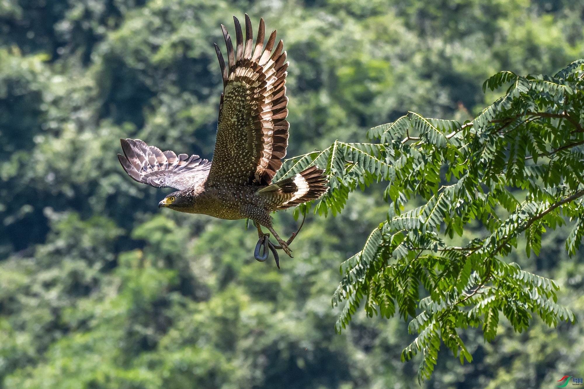 DSC_2509-1 ����.jpg