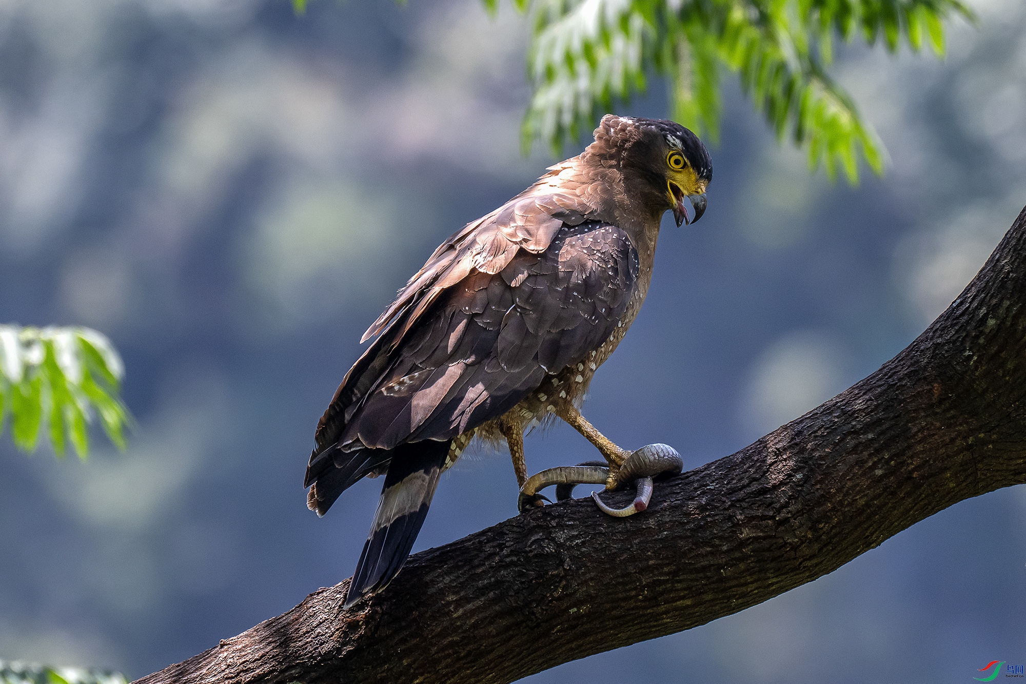 DSC_2383-1 ����.jpg