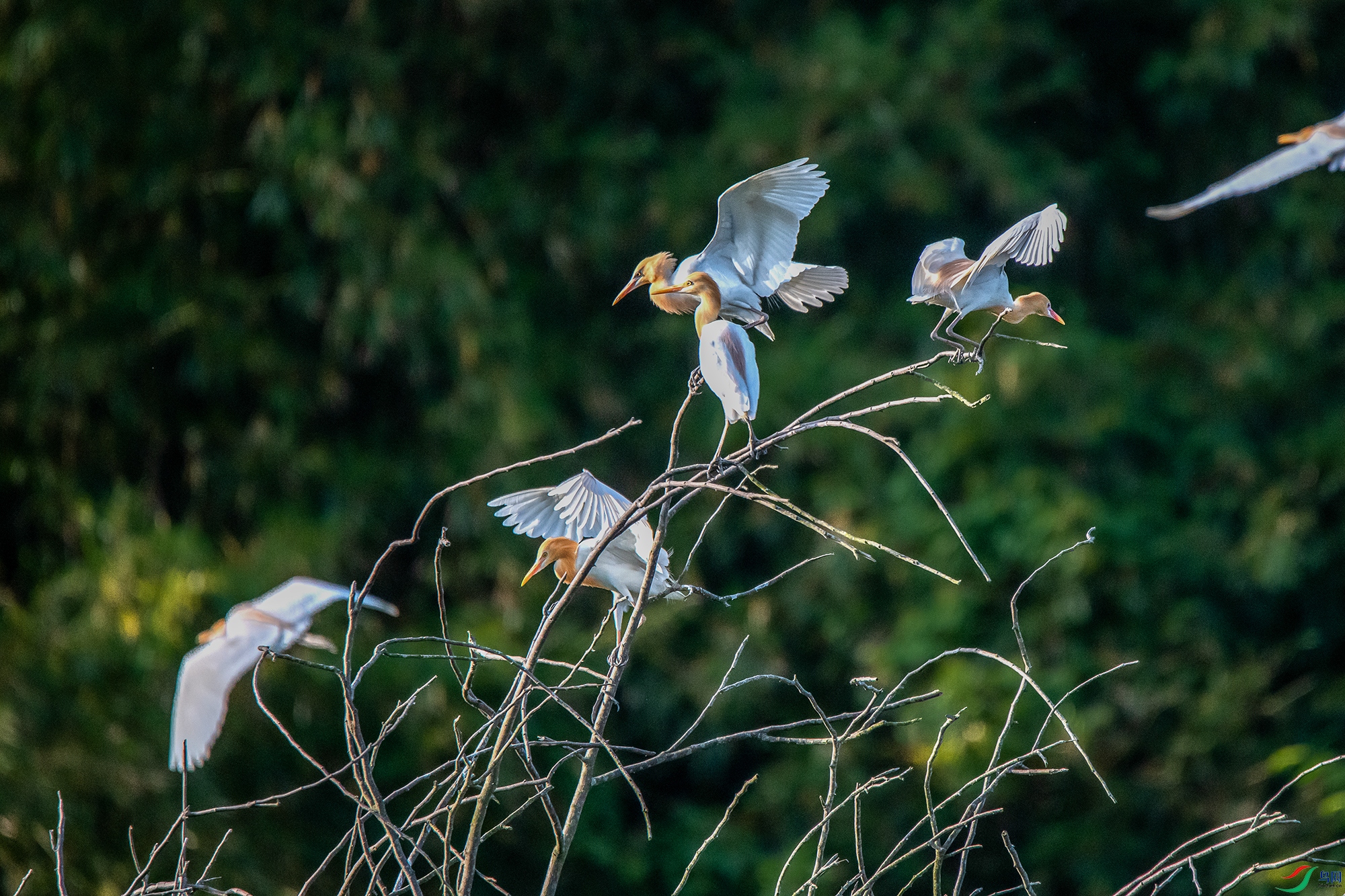 DSC_7350a.jpg