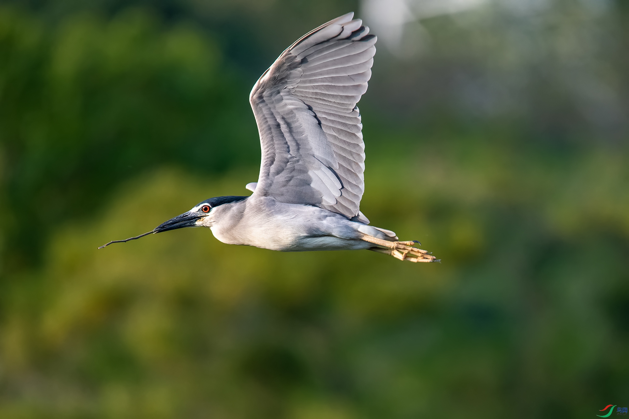 DSC_7151aa.jpg