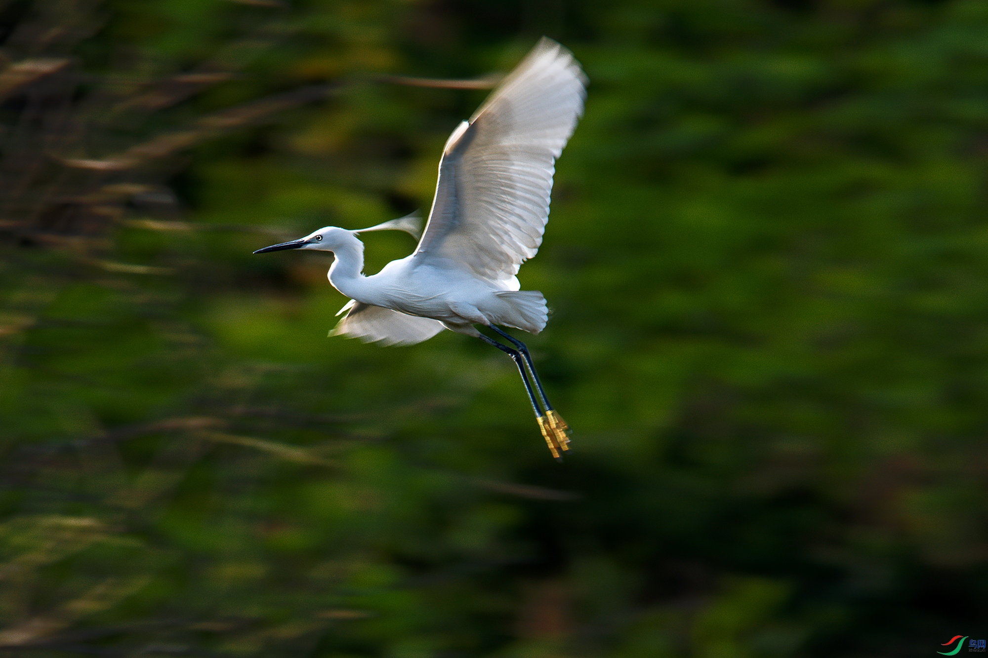 DSC_7547a.jpg