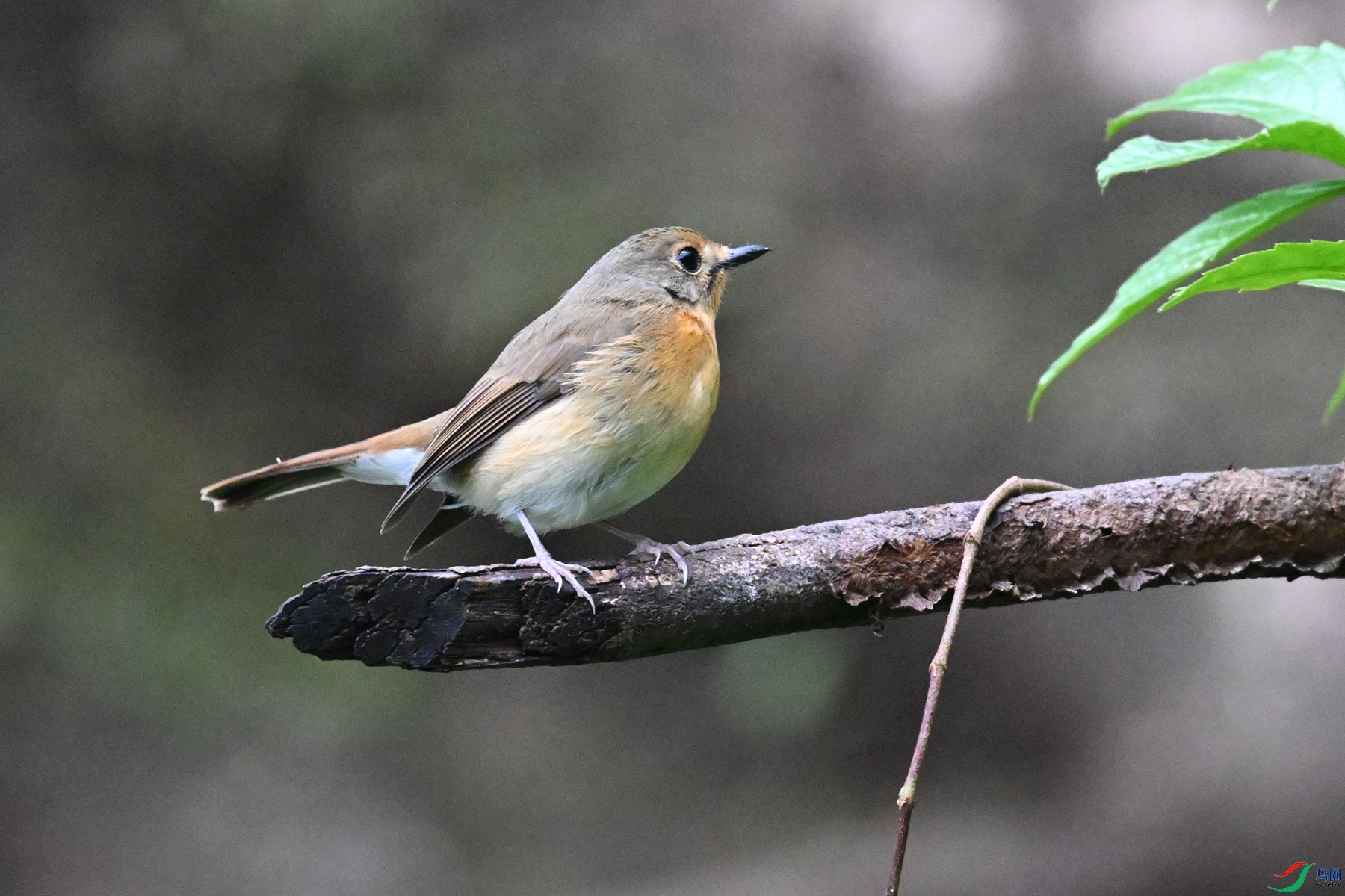 DSC_7096.JPG