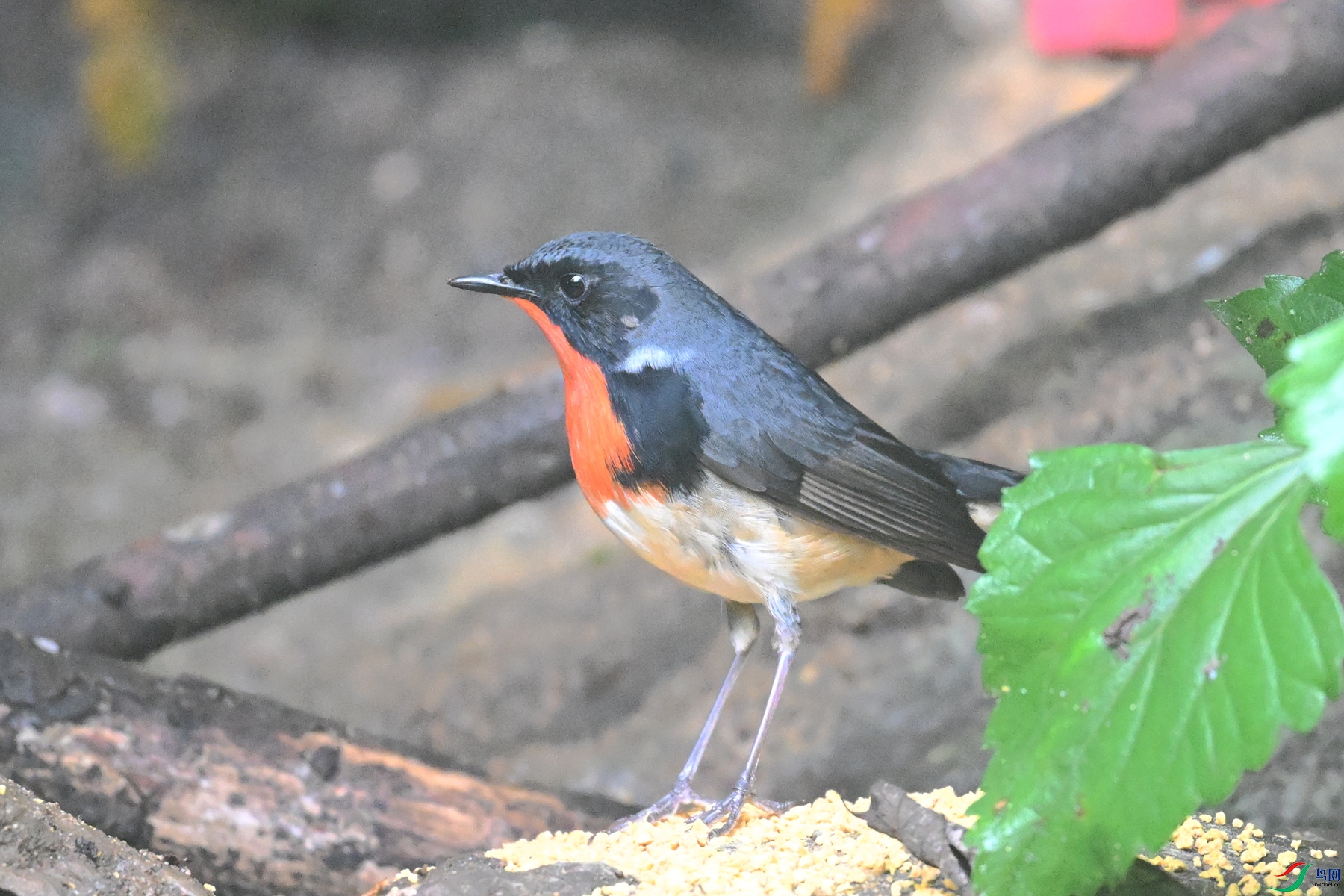DSC_7140.JPG