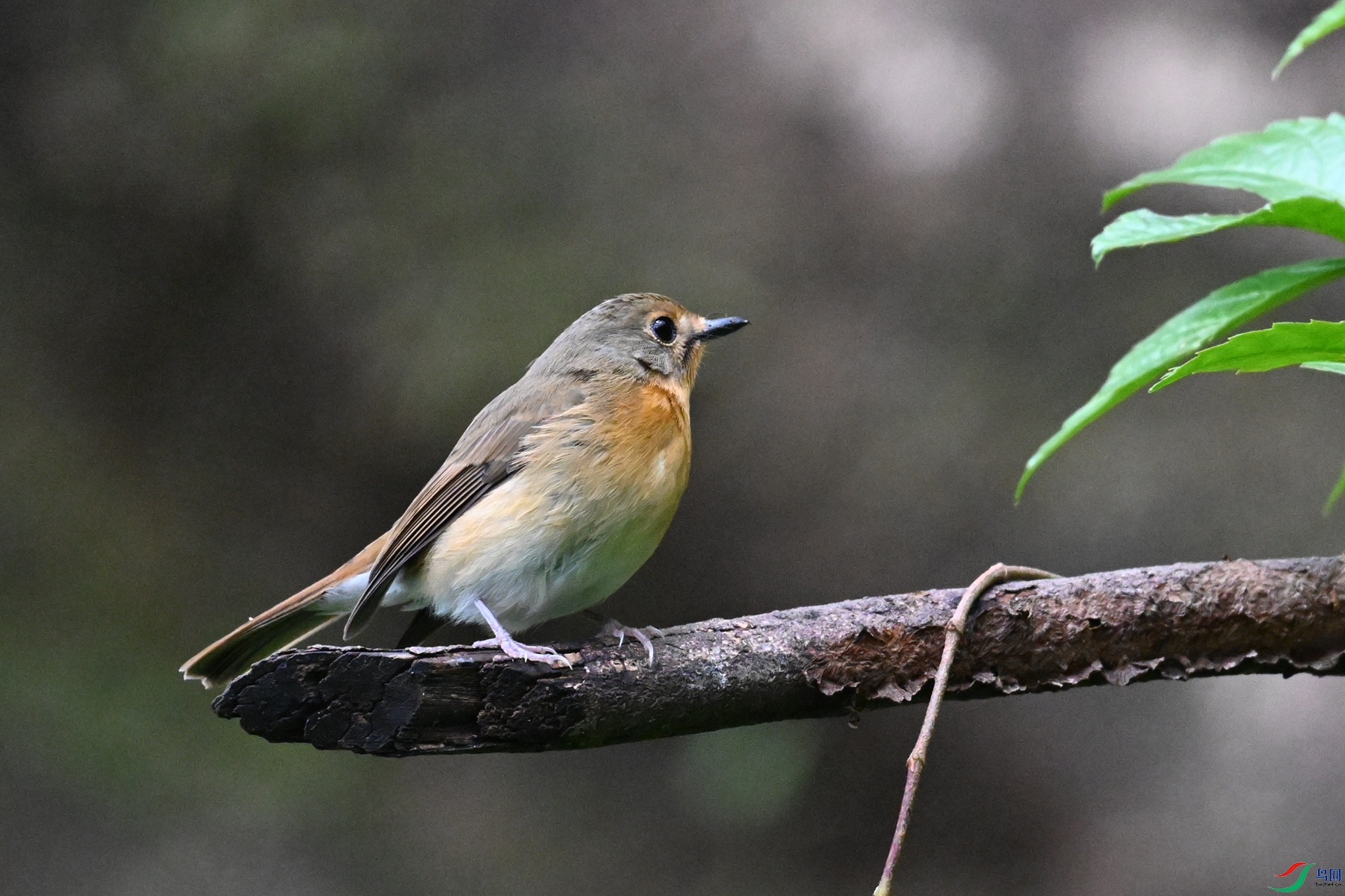 DSC_7097.JPG