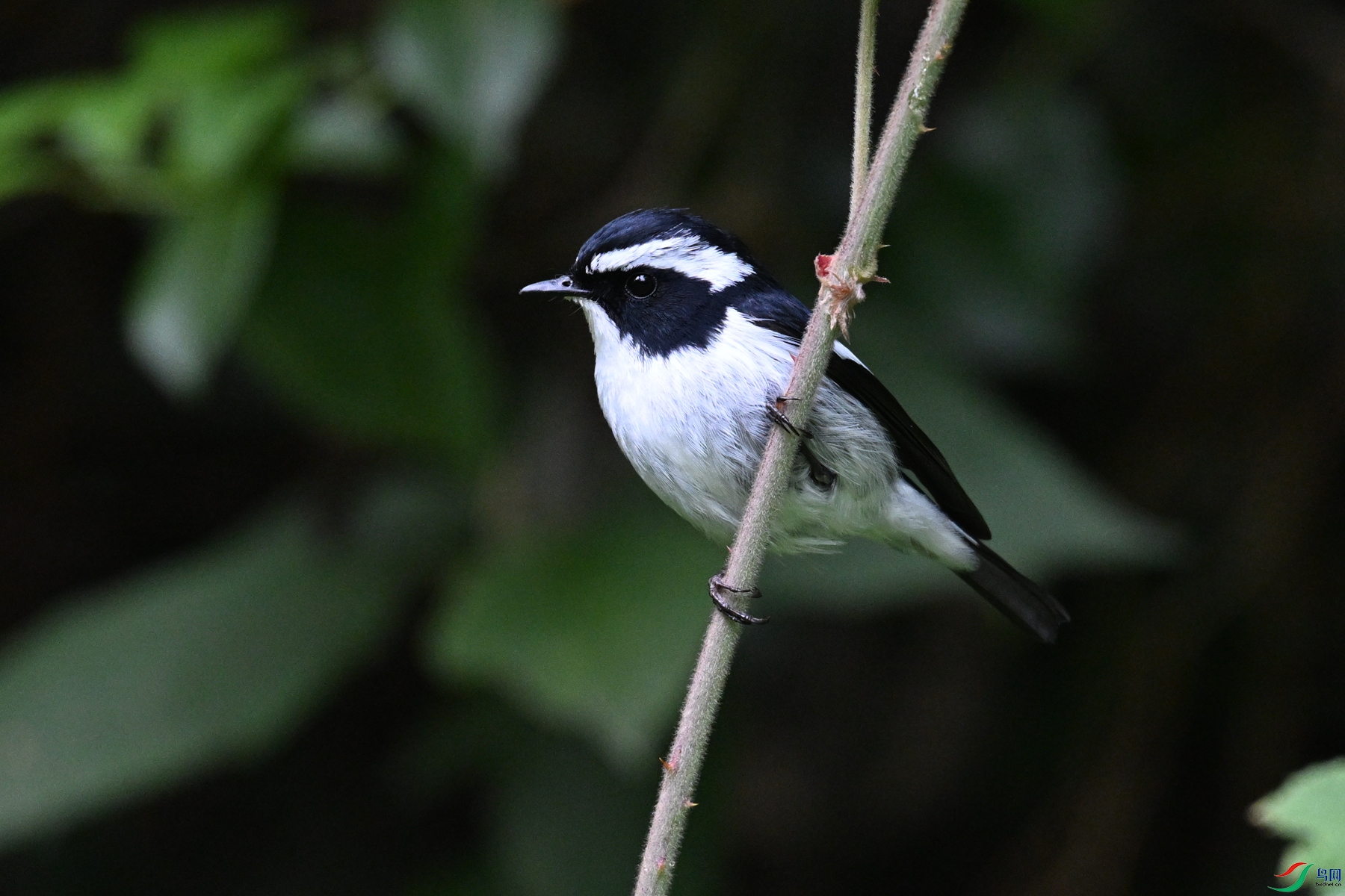 DSC_7128.JPG