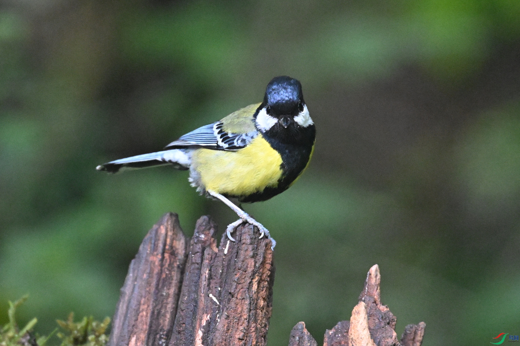 DSC_7131.JPG
