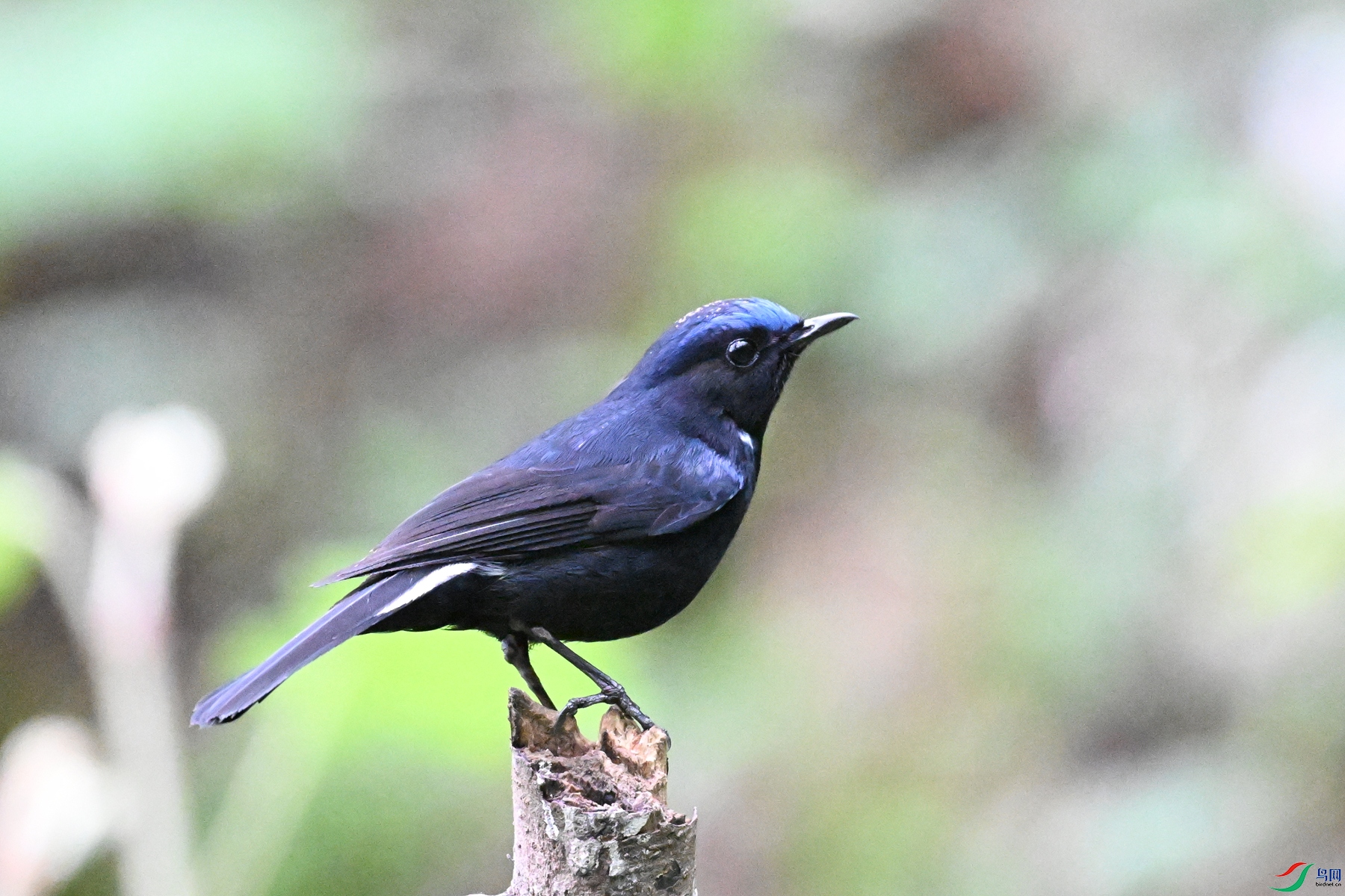 DSC_7101.JPG