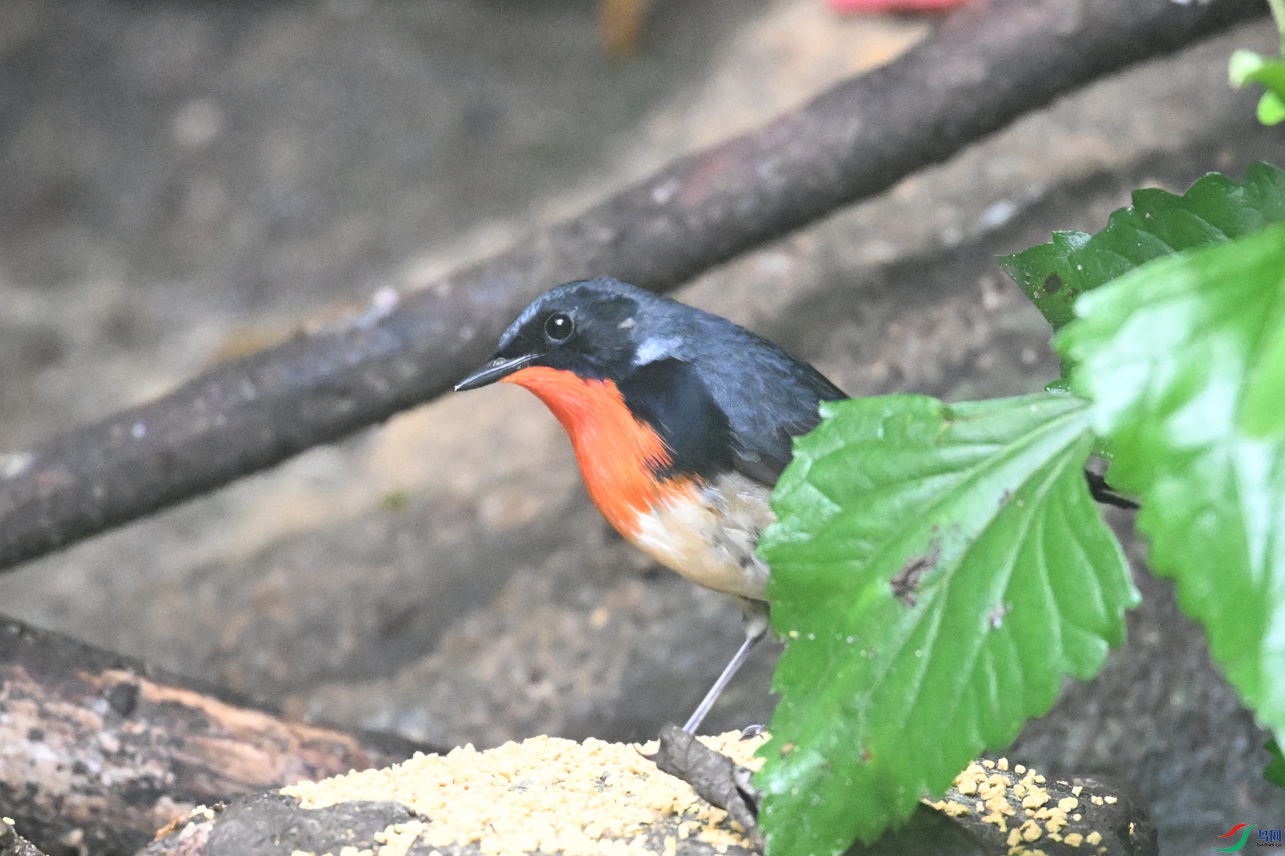 DSC_7135.JPG