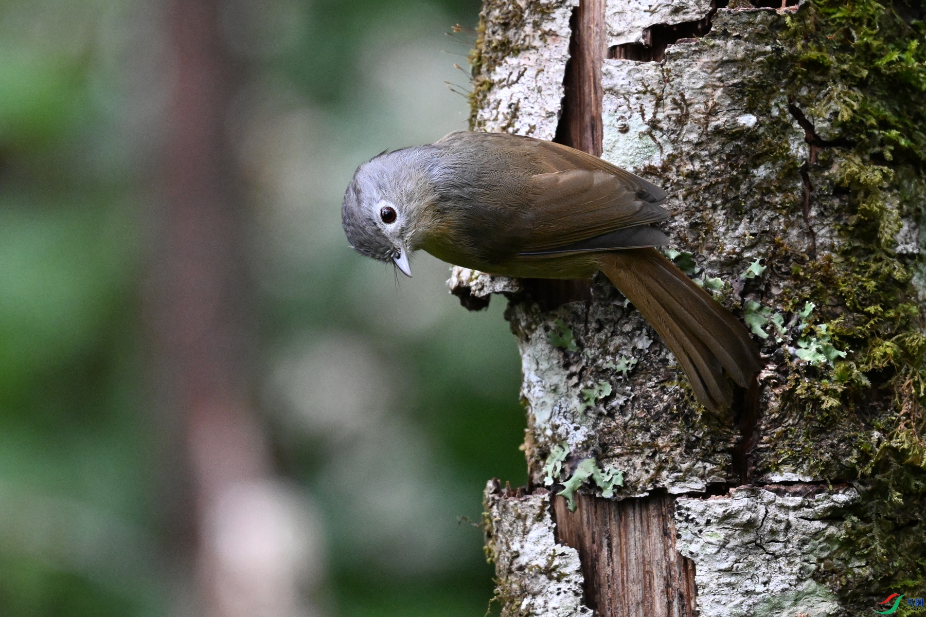 DSC_7105.JPG