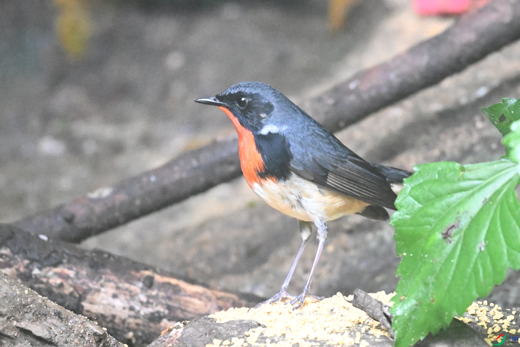DSC_7139.JPG