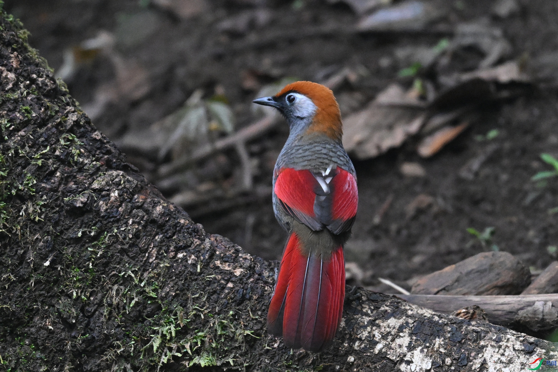 DSC_7115.JPG