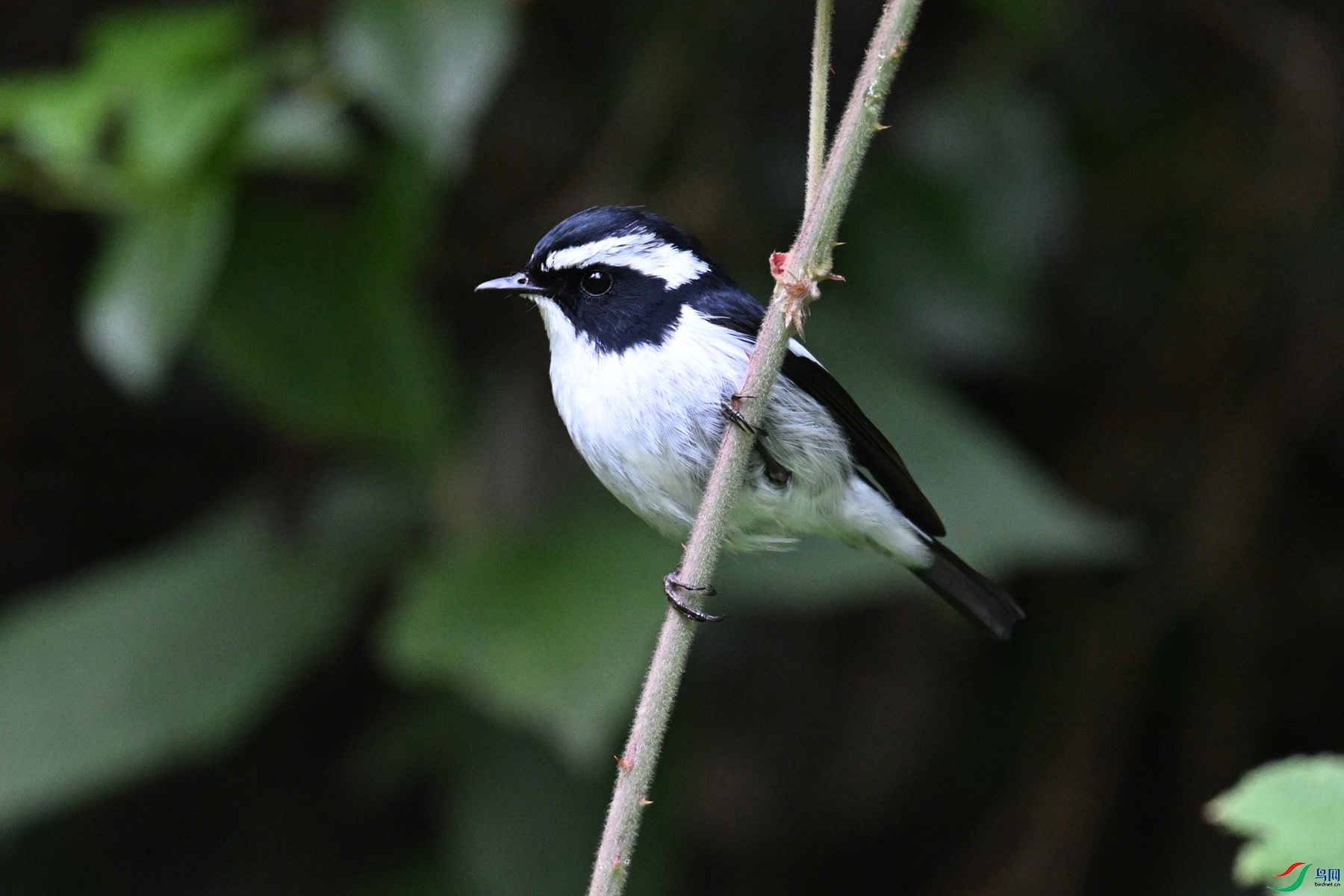 DSC_7127.JPG