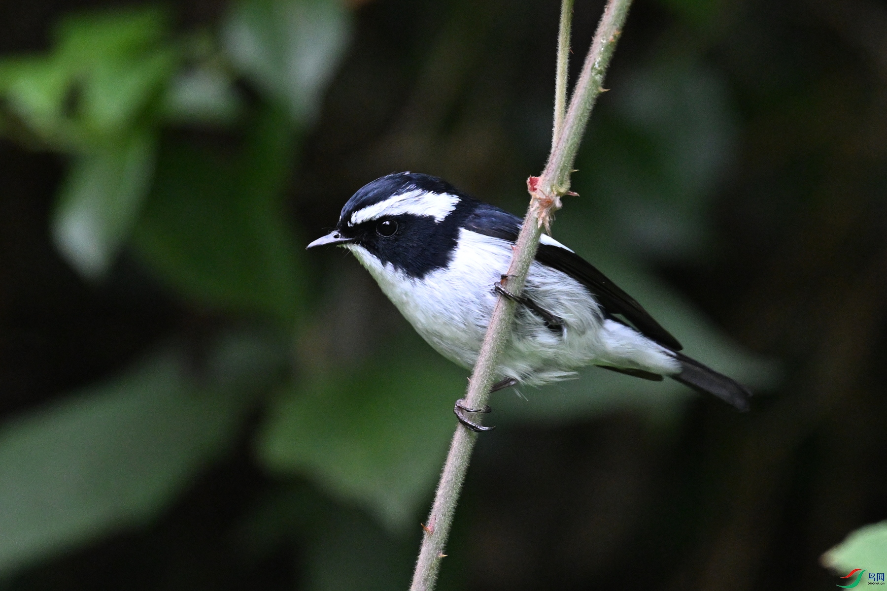 DSC_7130.JPG