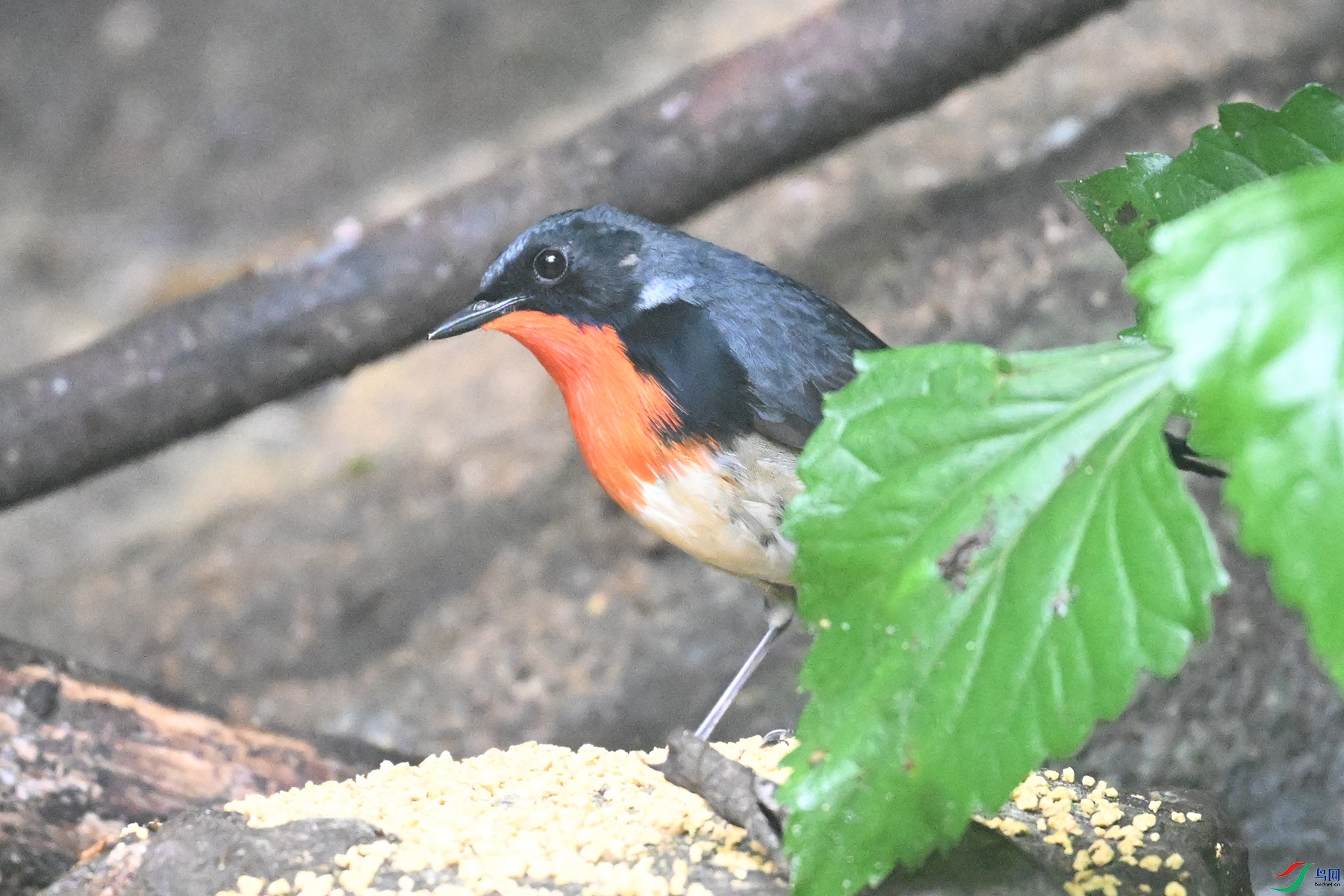 DSC_7137.JPG