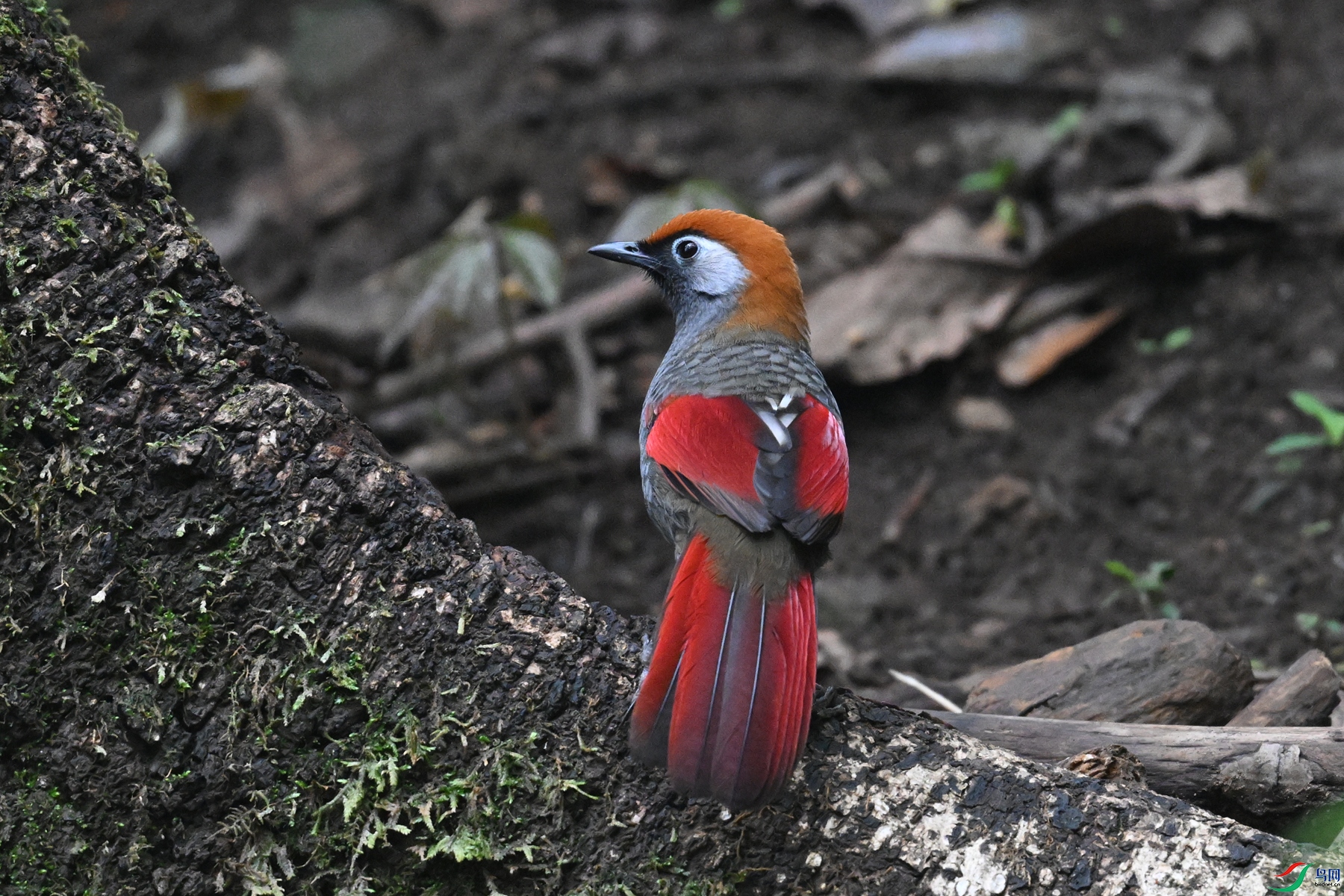 DSC_7117.JPG