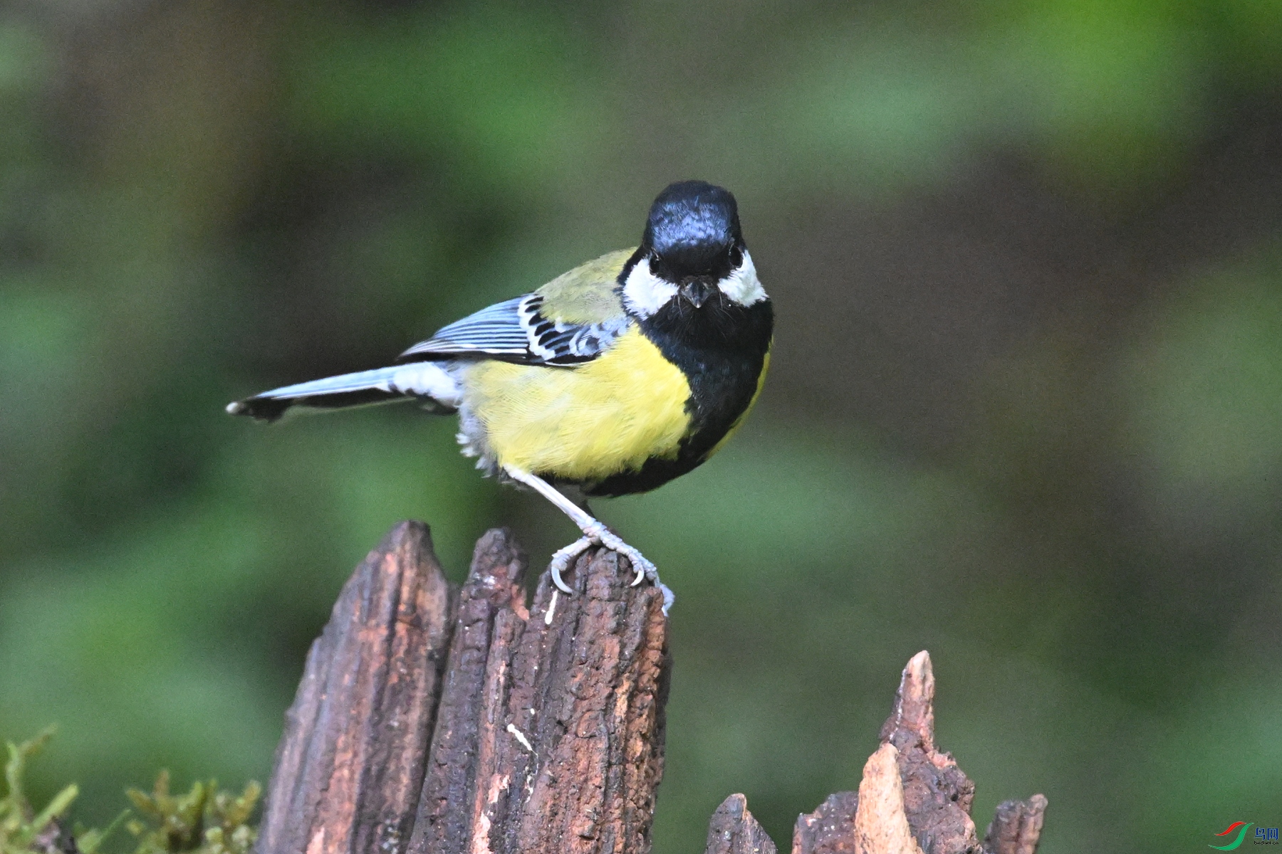 DSC_7132.JPG
