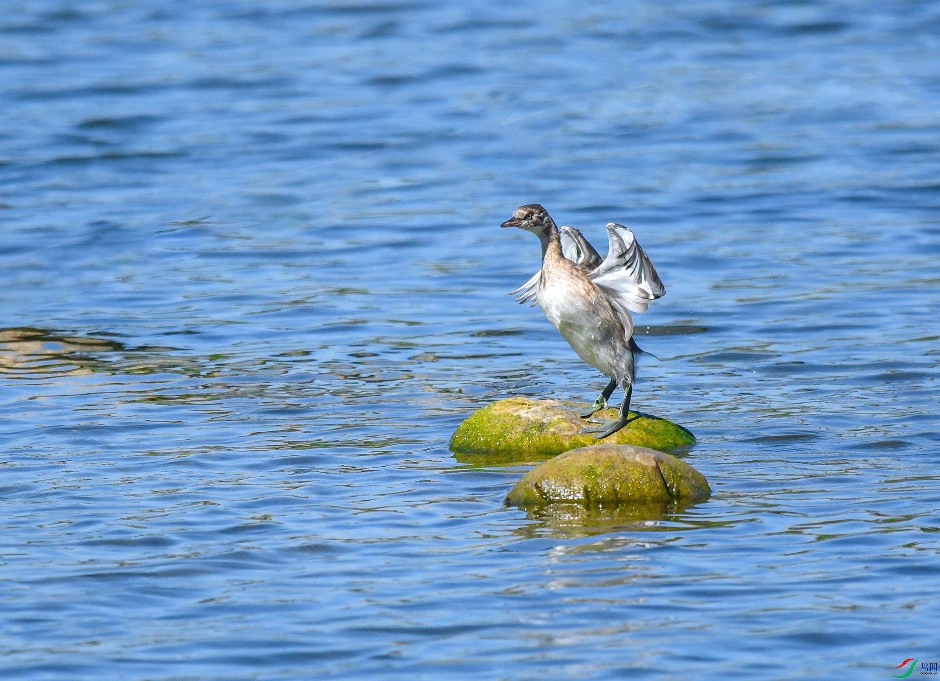DSC_3694_��ͼ�� ����.jpg