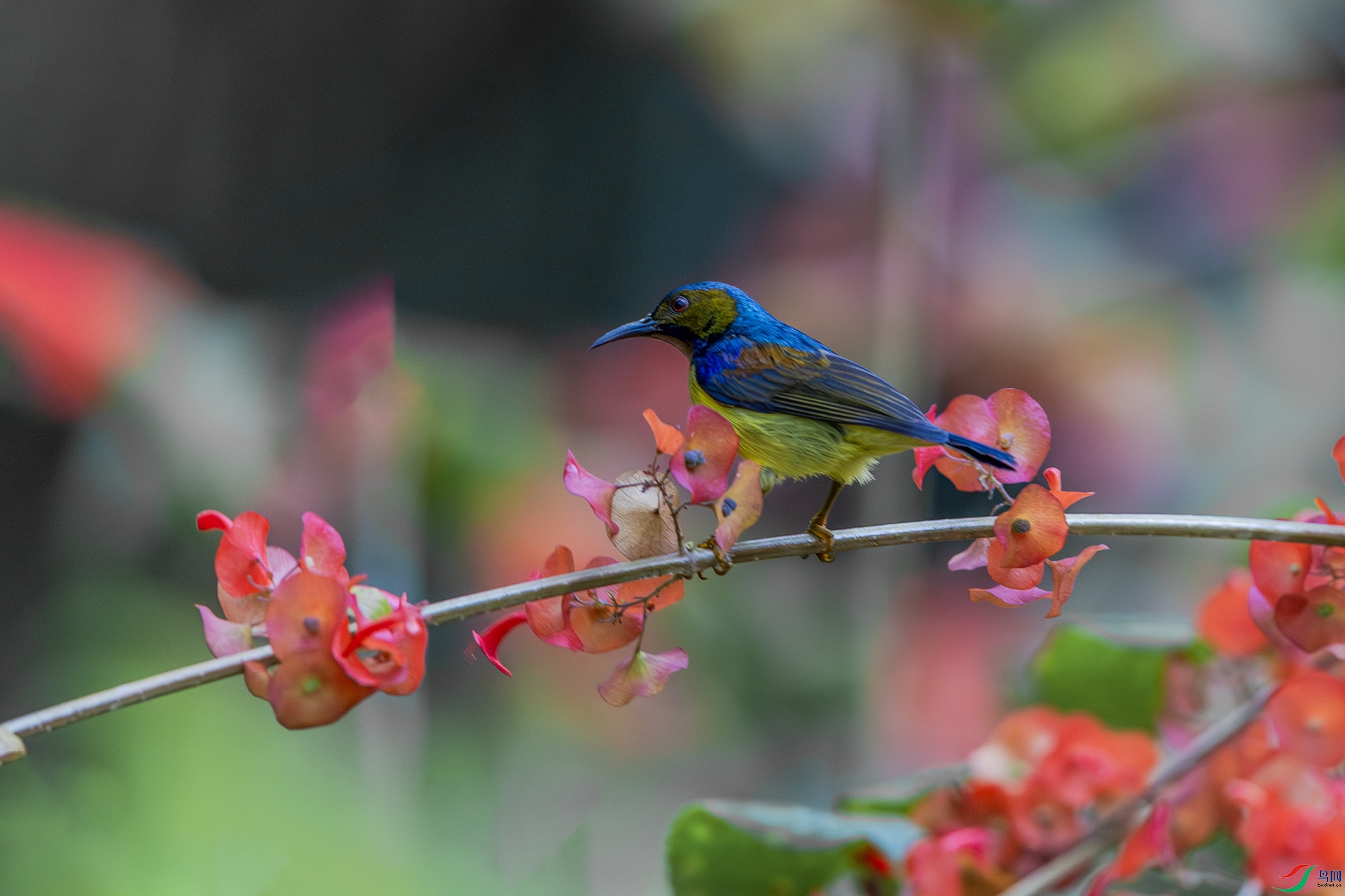 1I9A6173-1ab.jpg