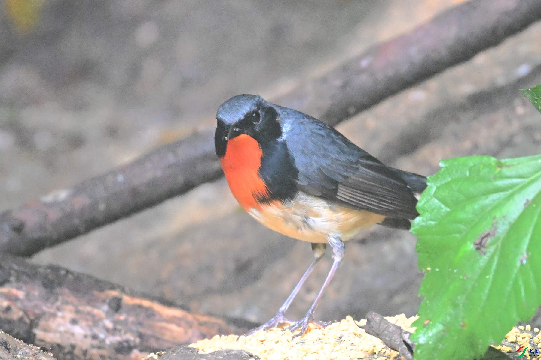 DSC_7142.JPG