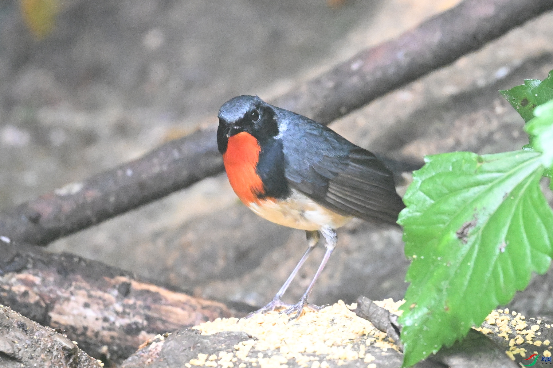 DSC_7143.JPG