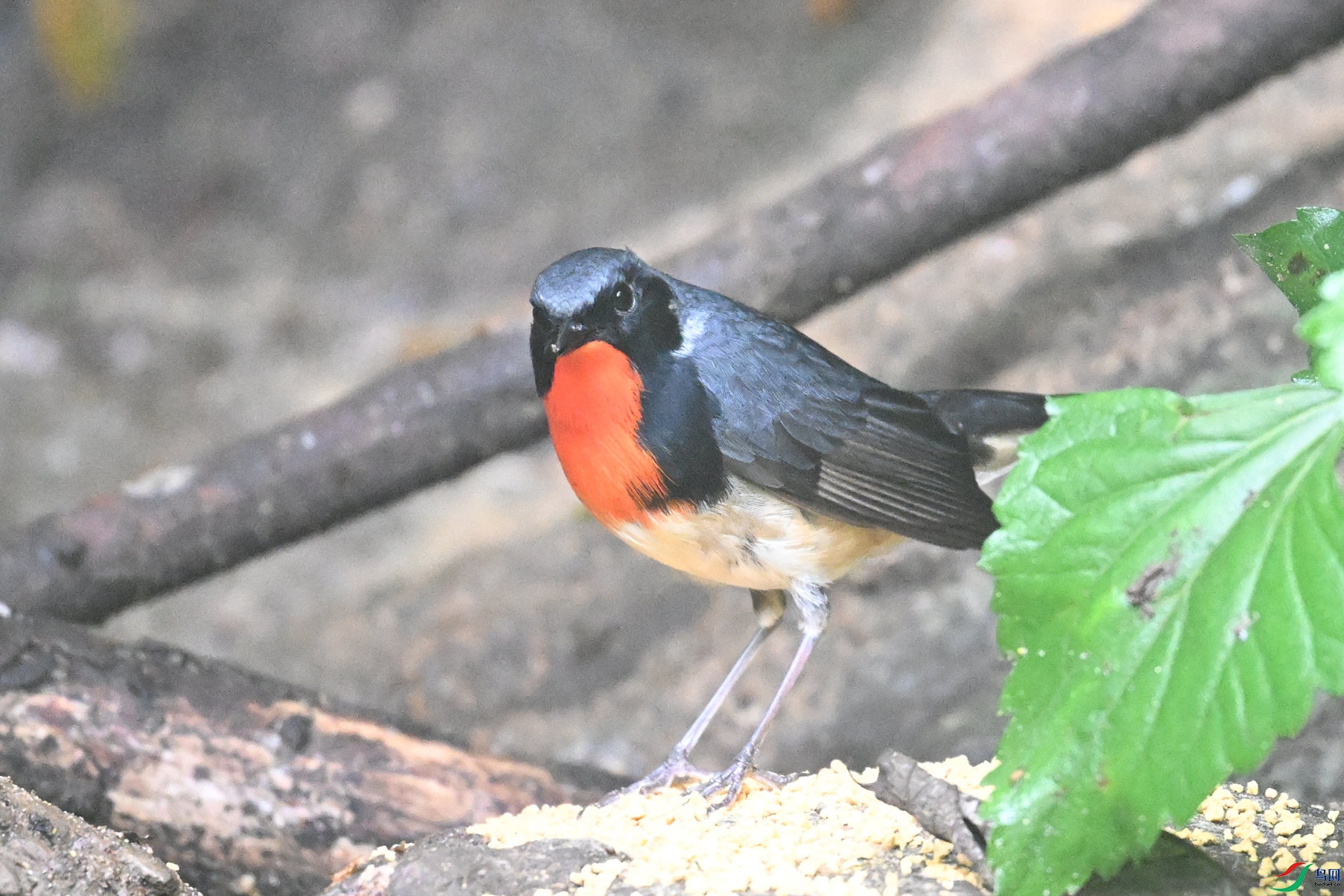 DSC_7144.JPG