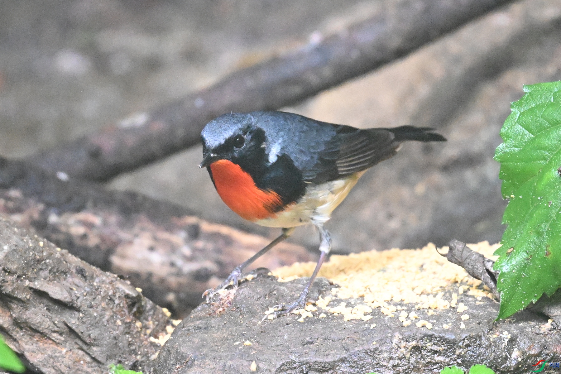 DSC_7146.JPG