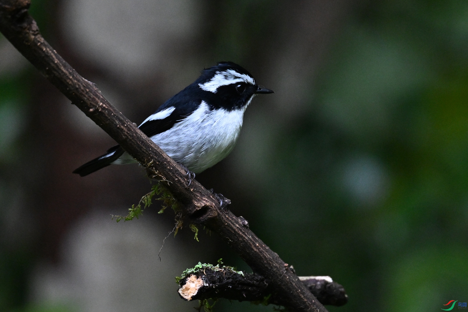 DSC_7174.JPG