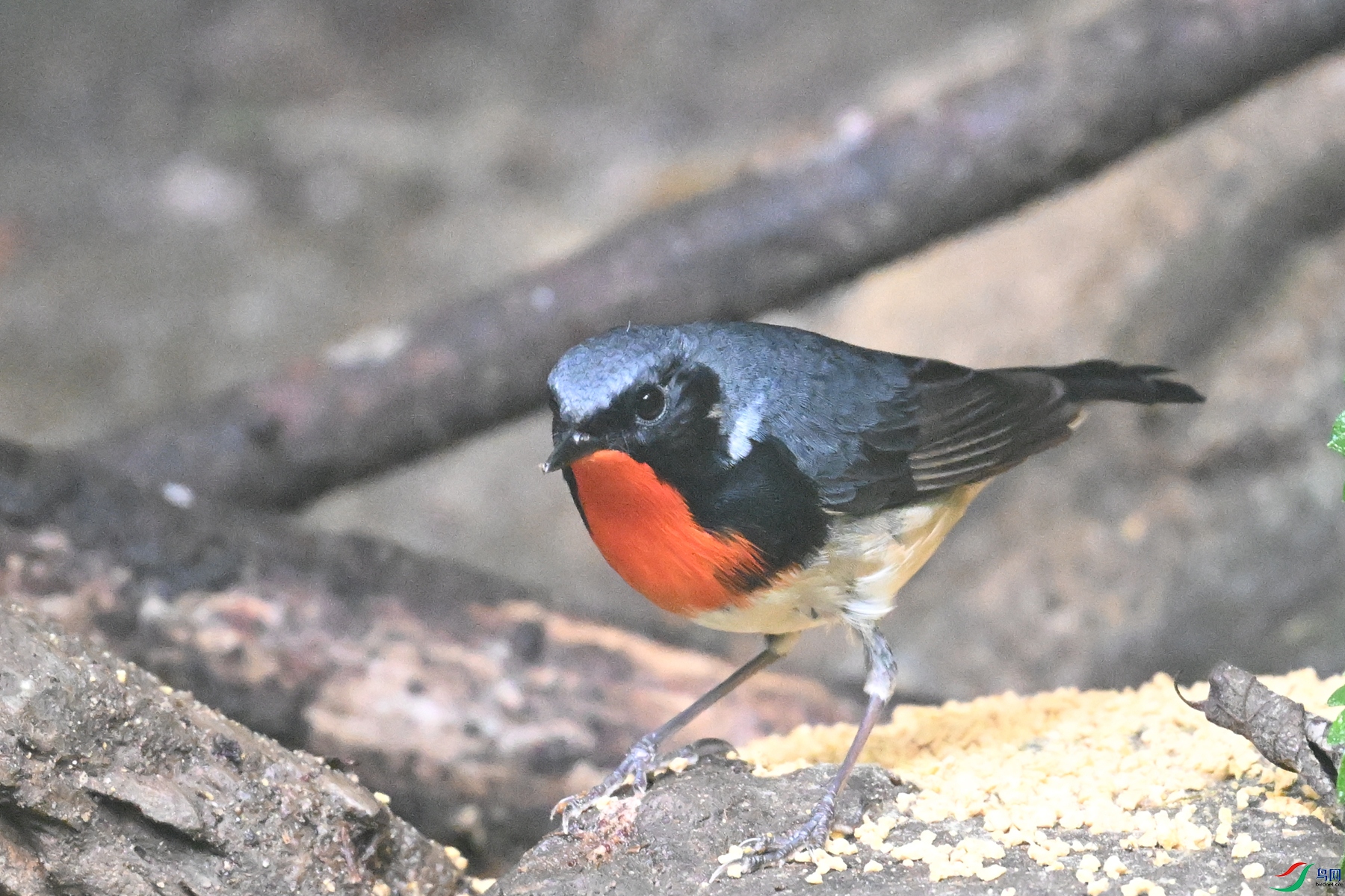 DSC_7147.JPG