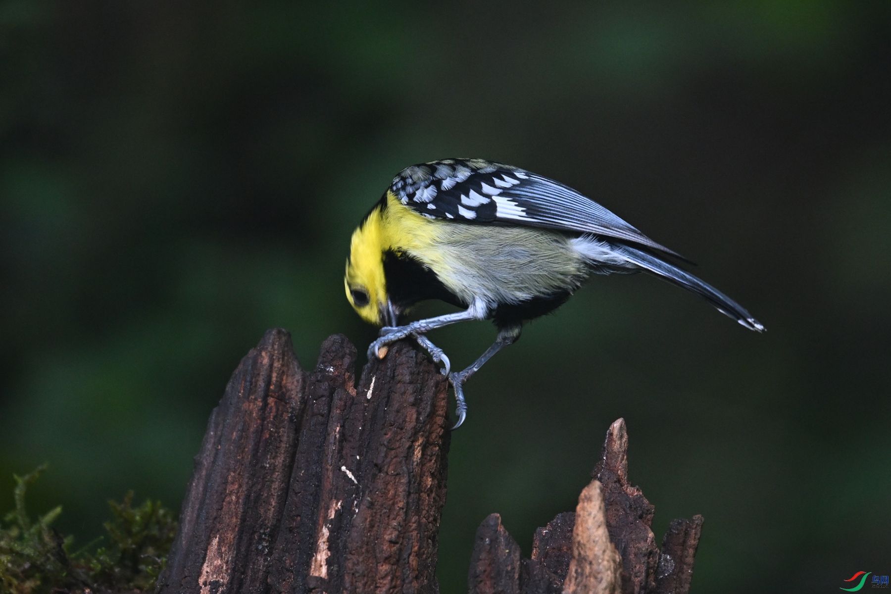 DSC_7195.JPG