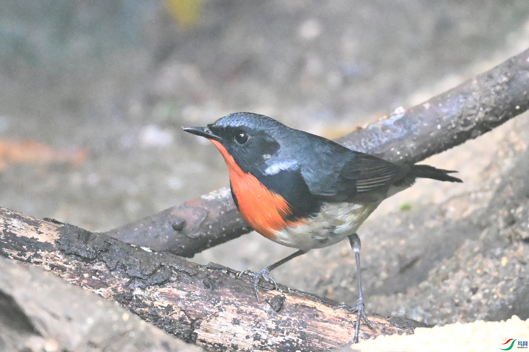 DSC_7151.JPG