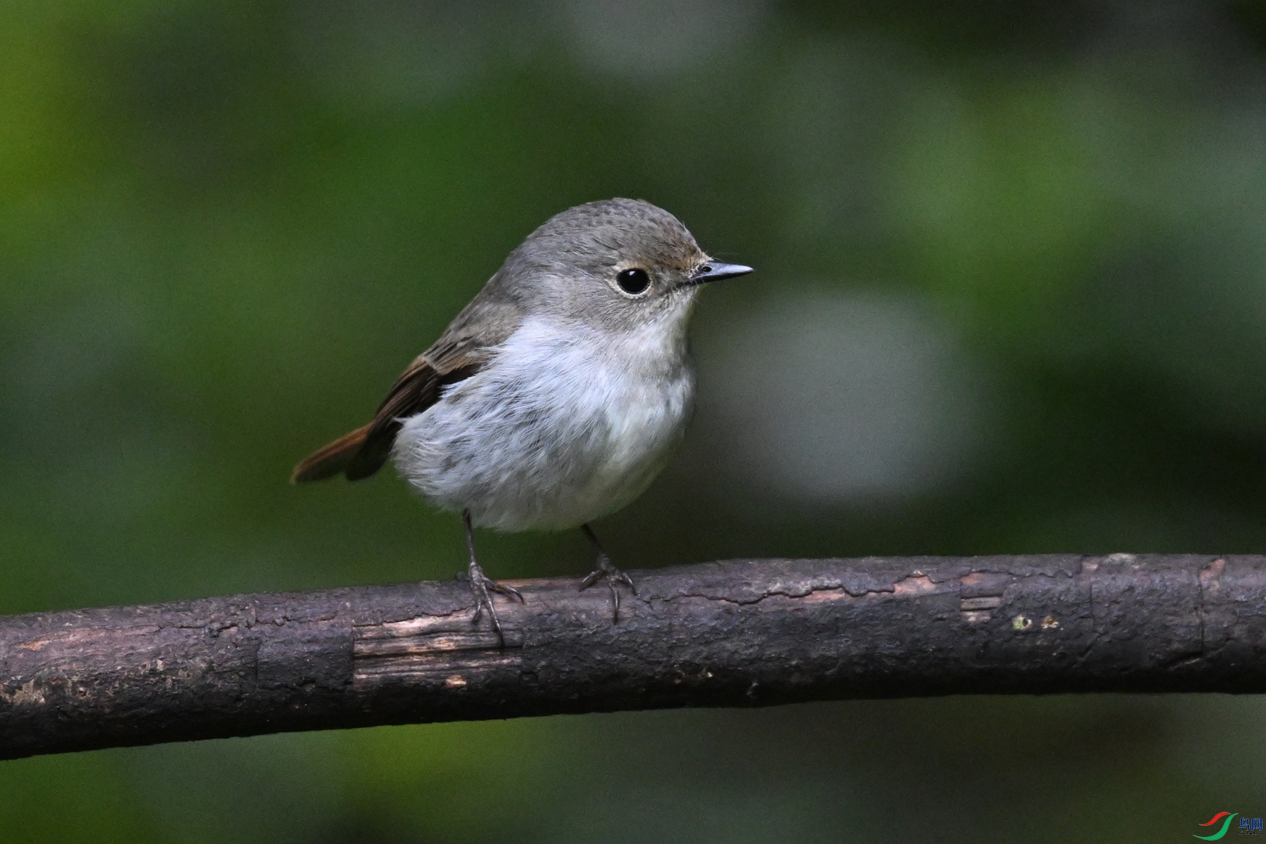 DSC_7177.JPG