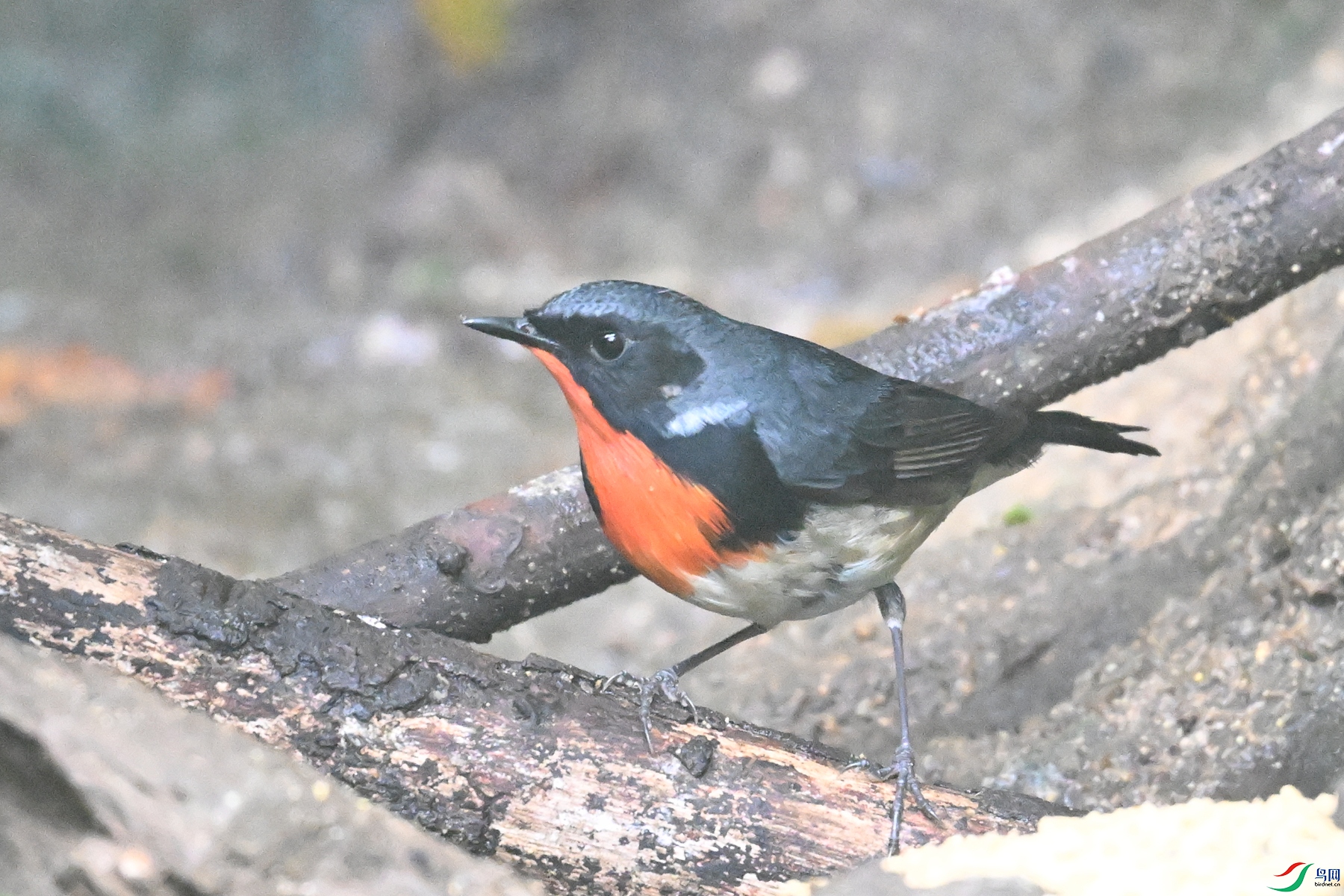 DSC_7152.JPG