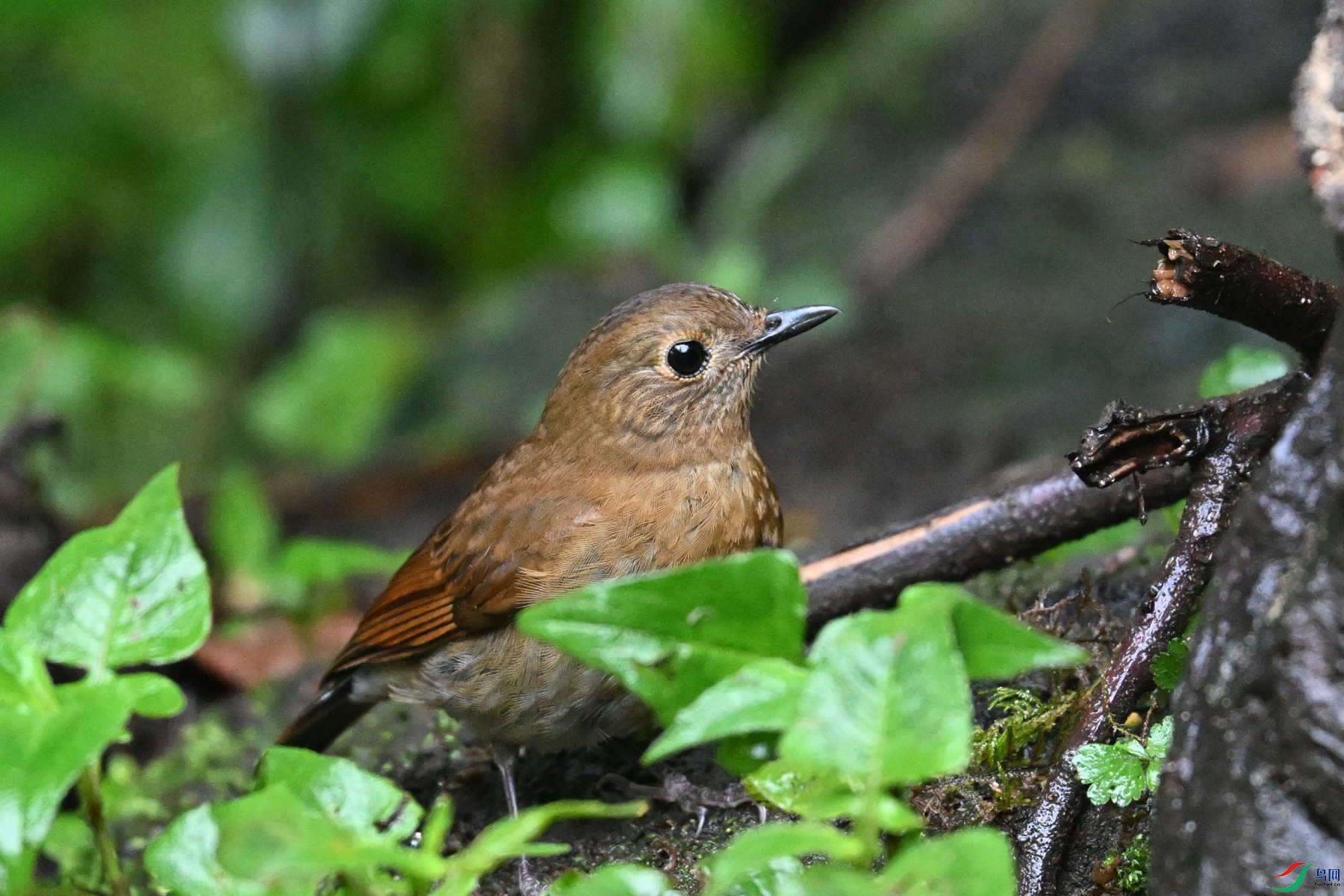 DSC_7182.JPG