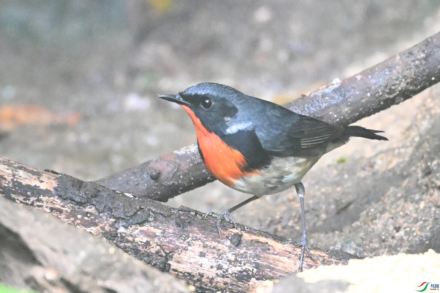 DSC_7153.JPG