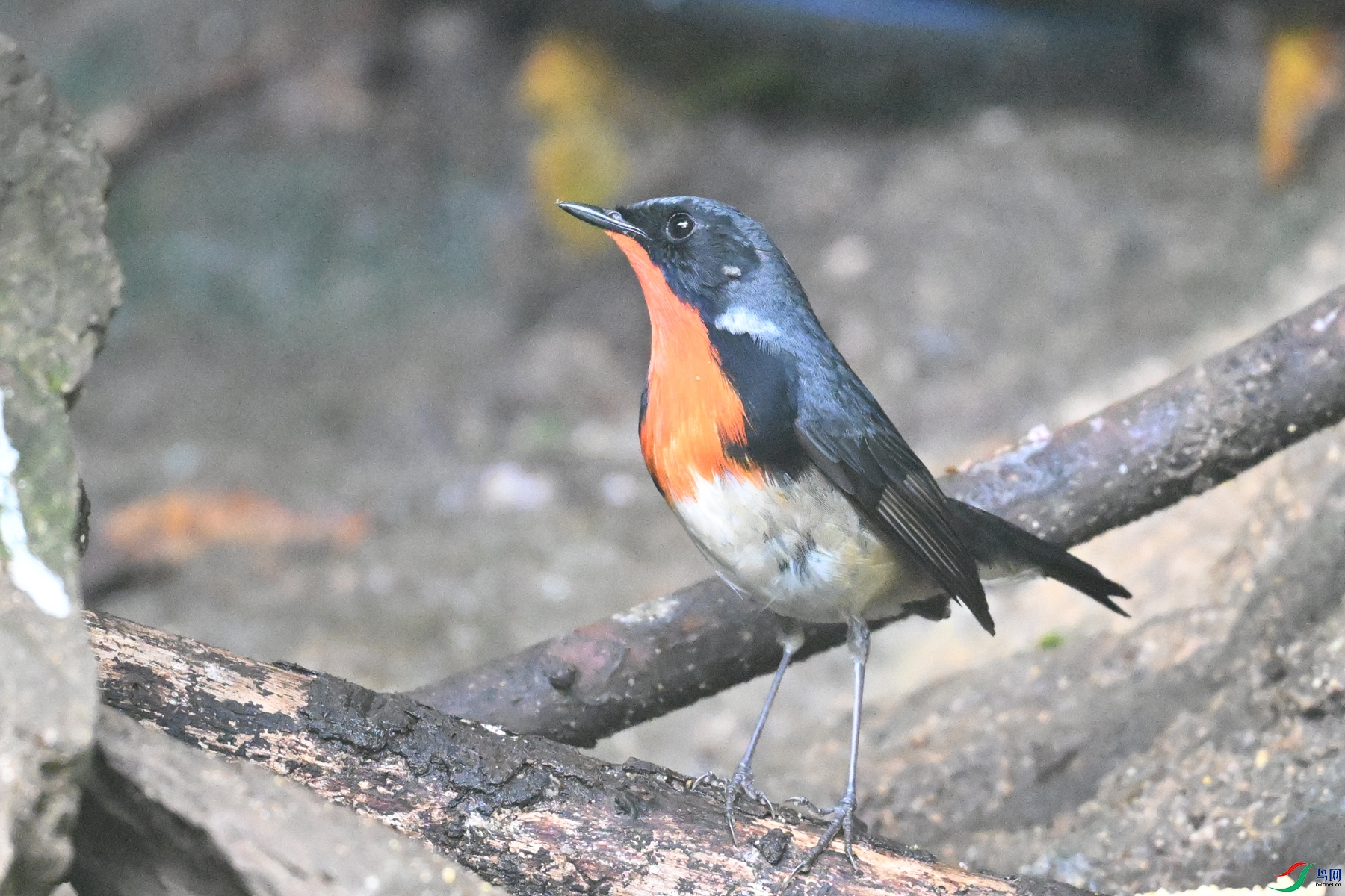 DSC_7154.JPG